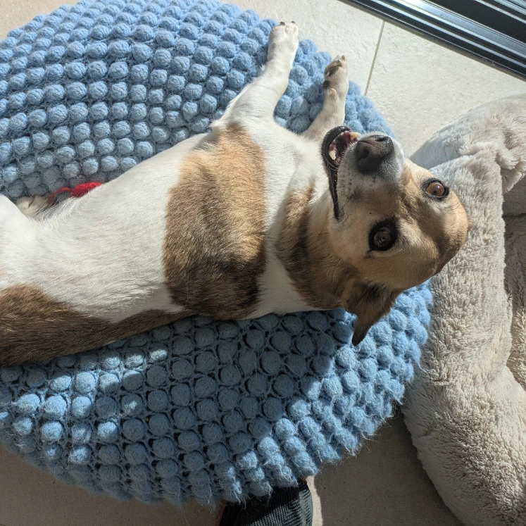 Loki