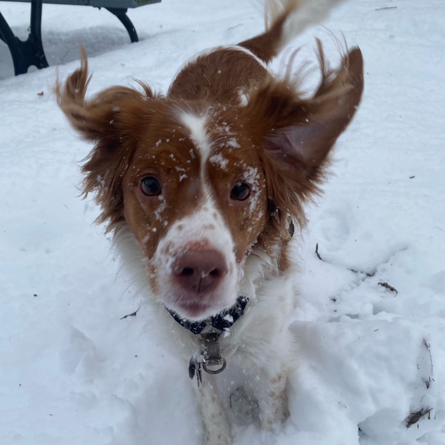 Winnie