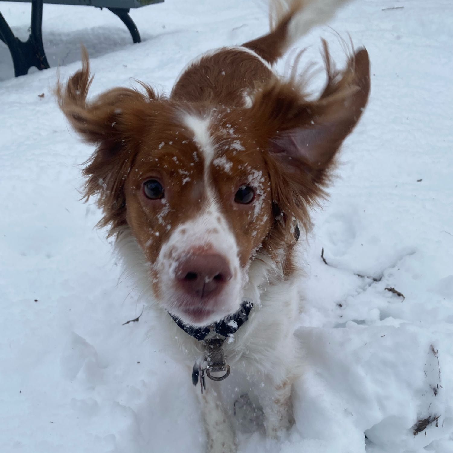 Winnie