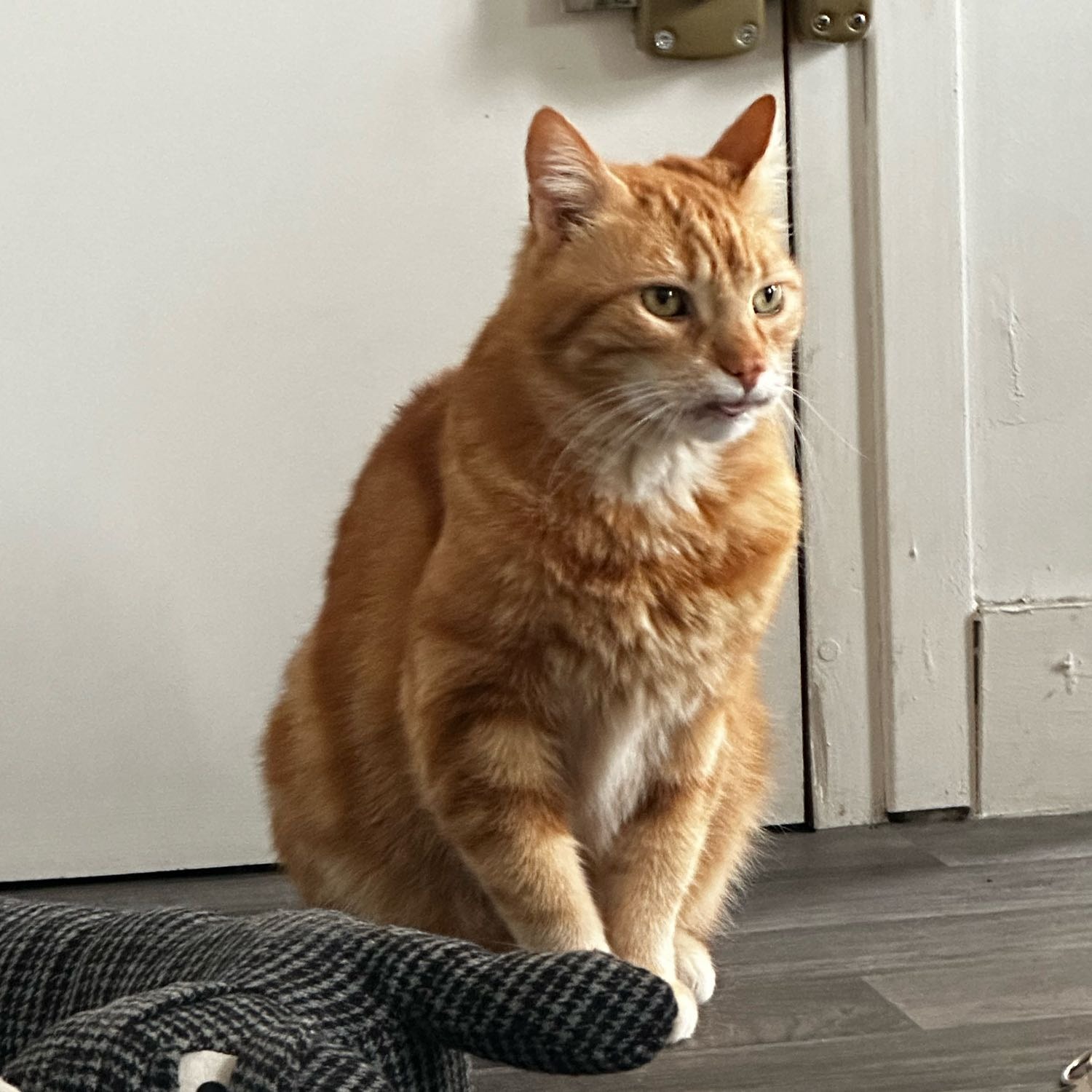 Garfield