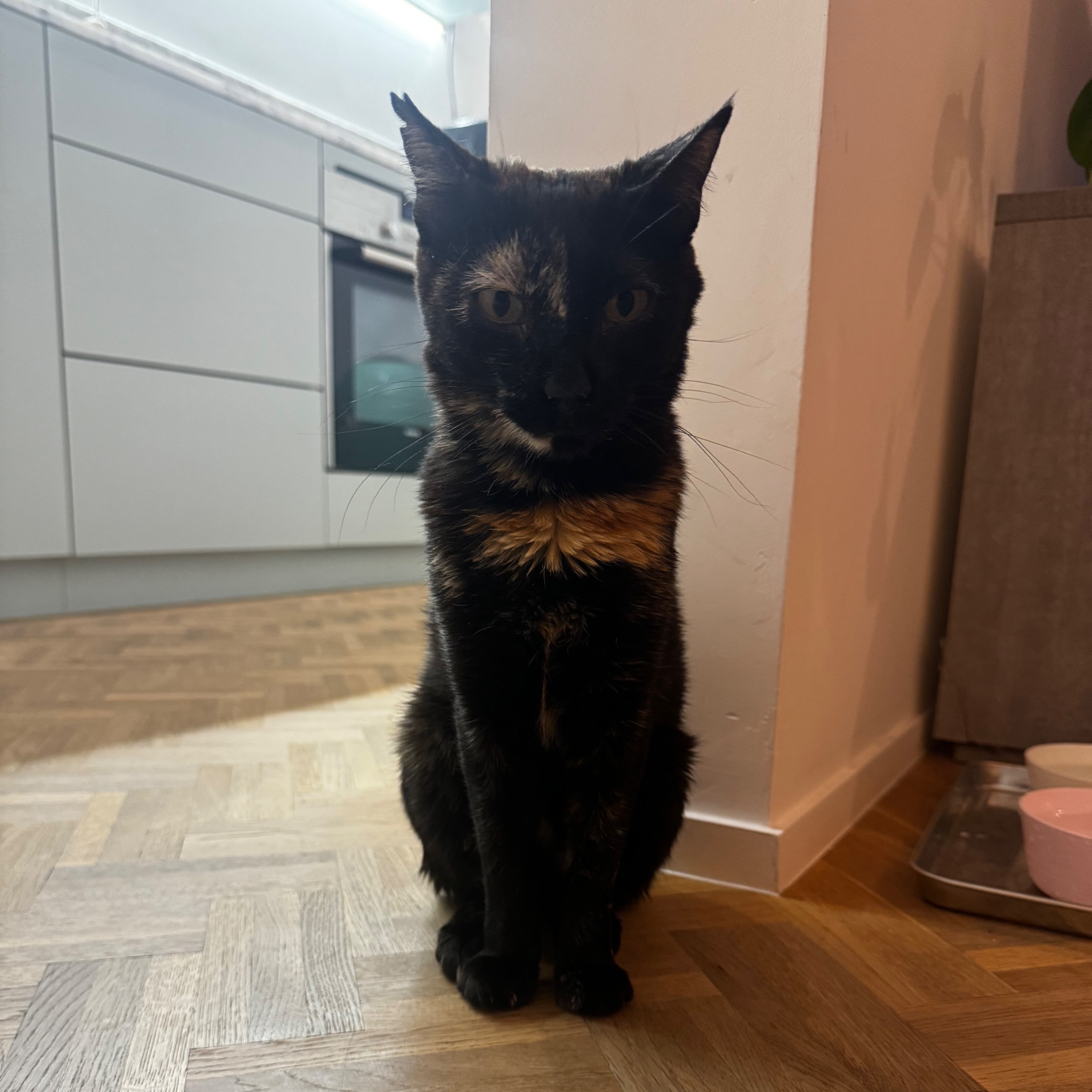 Mollie