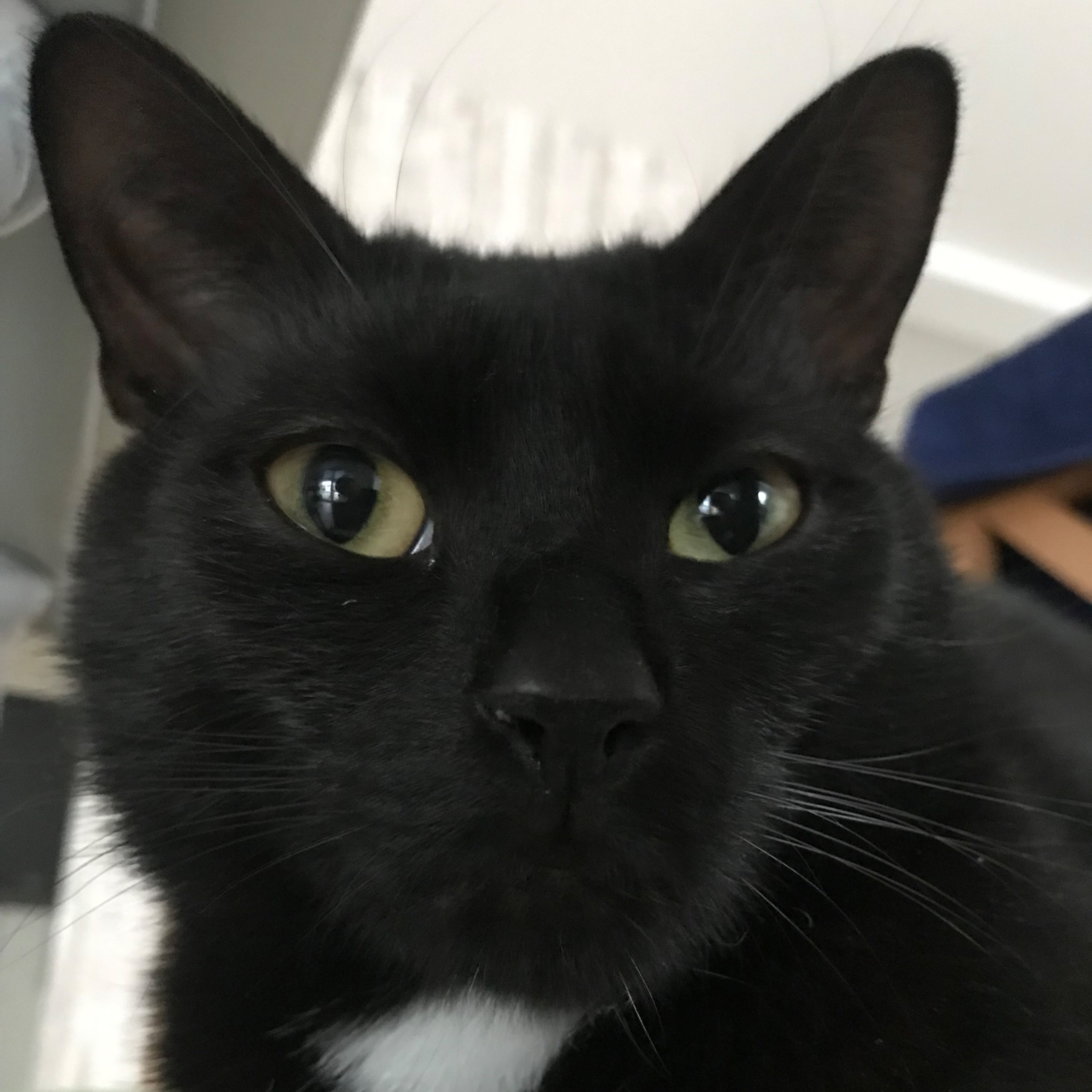 Coco