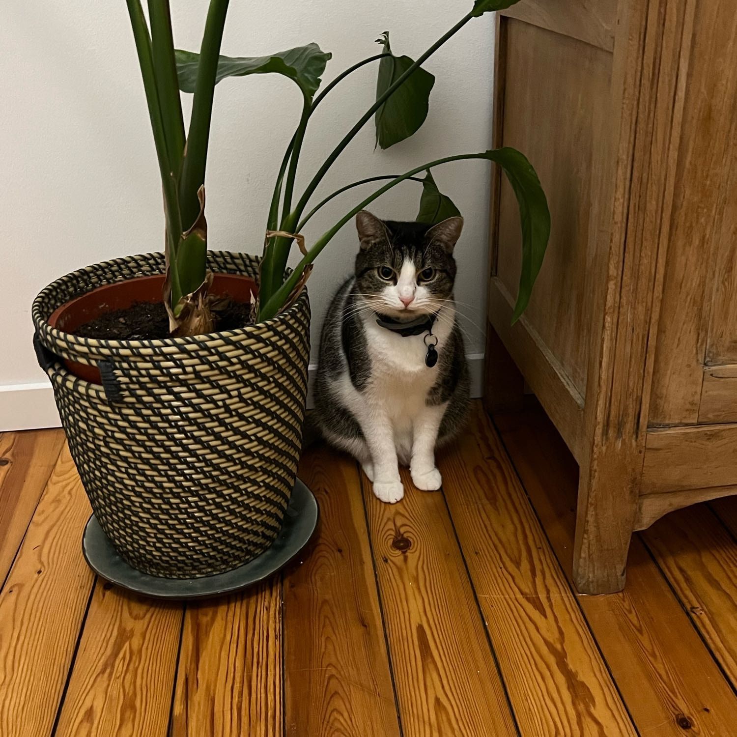Stella