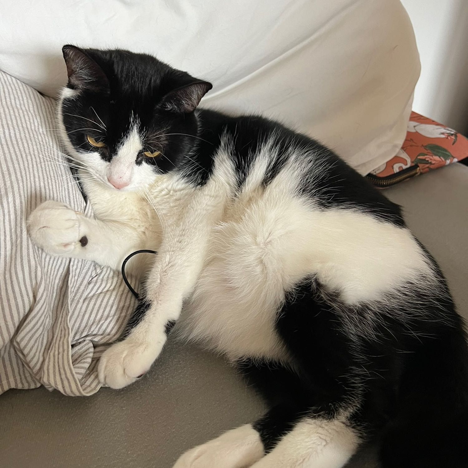César