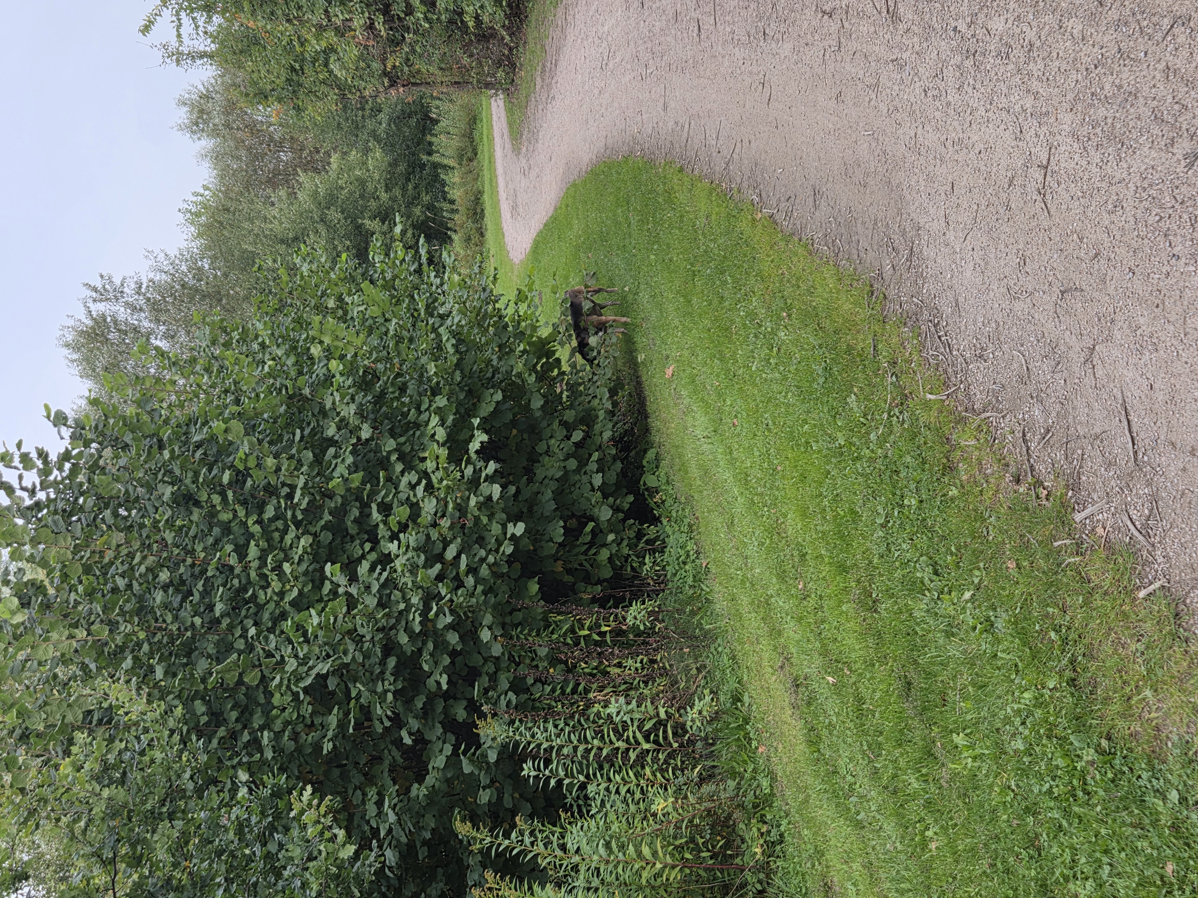 image-16
