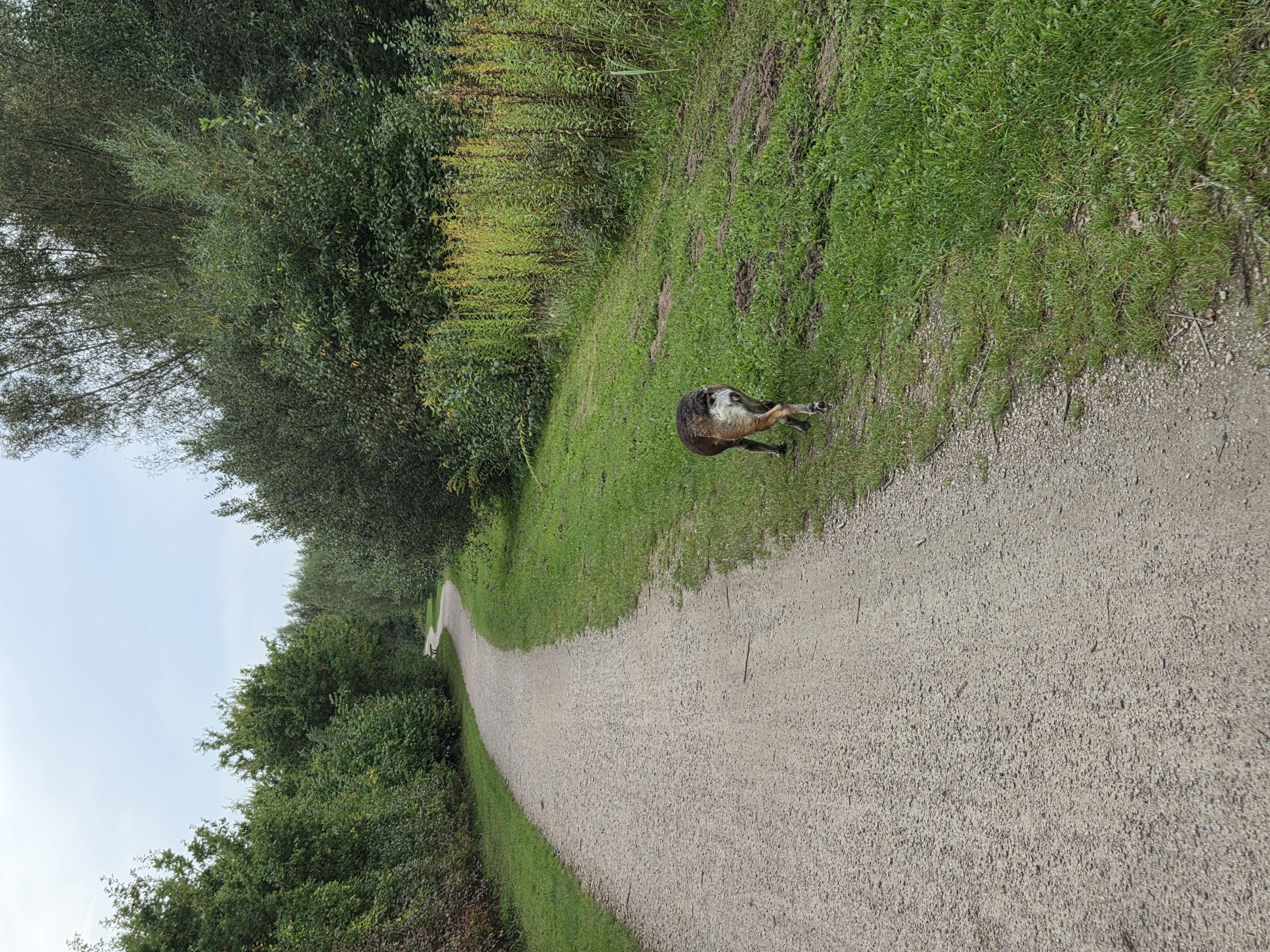 image-17