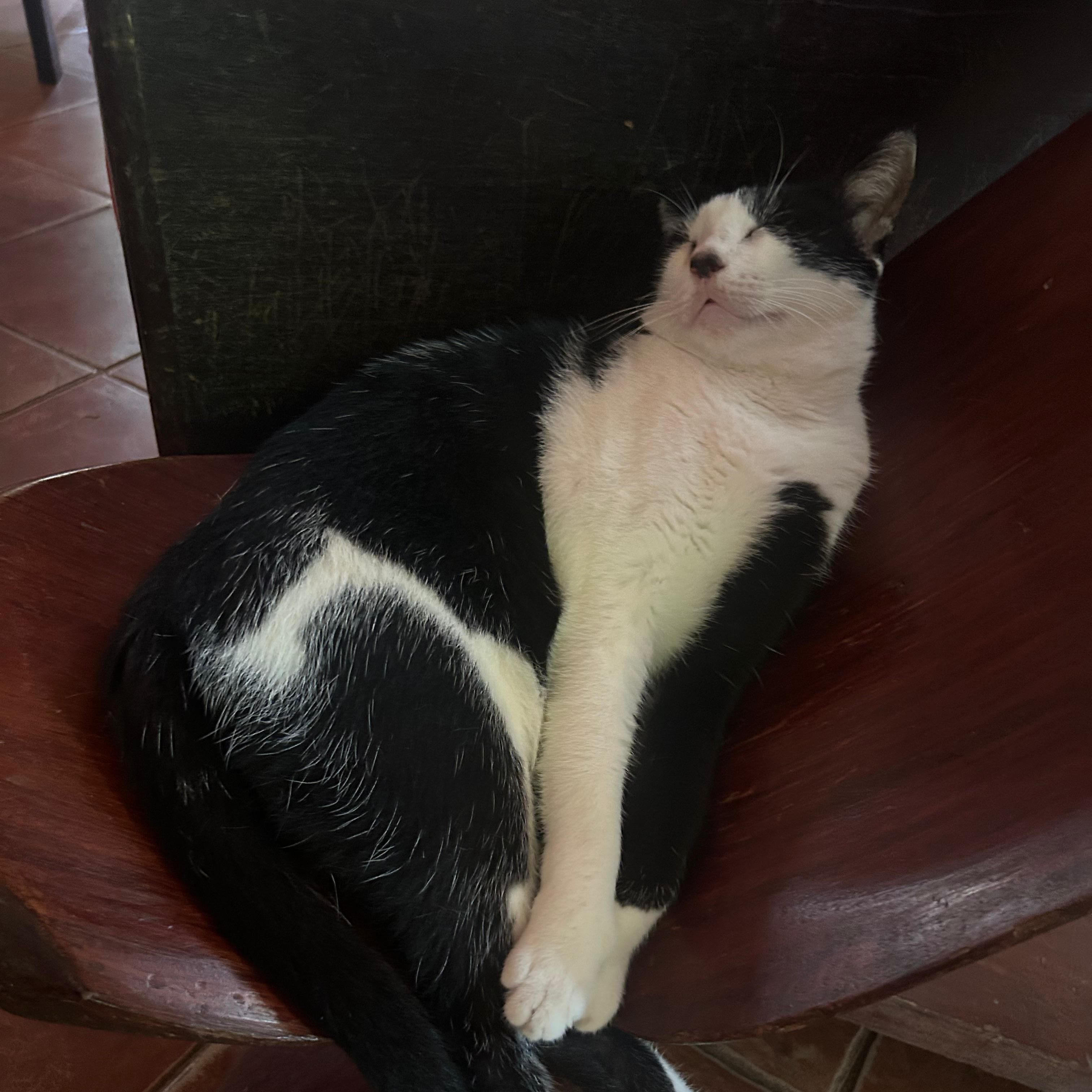 Maya