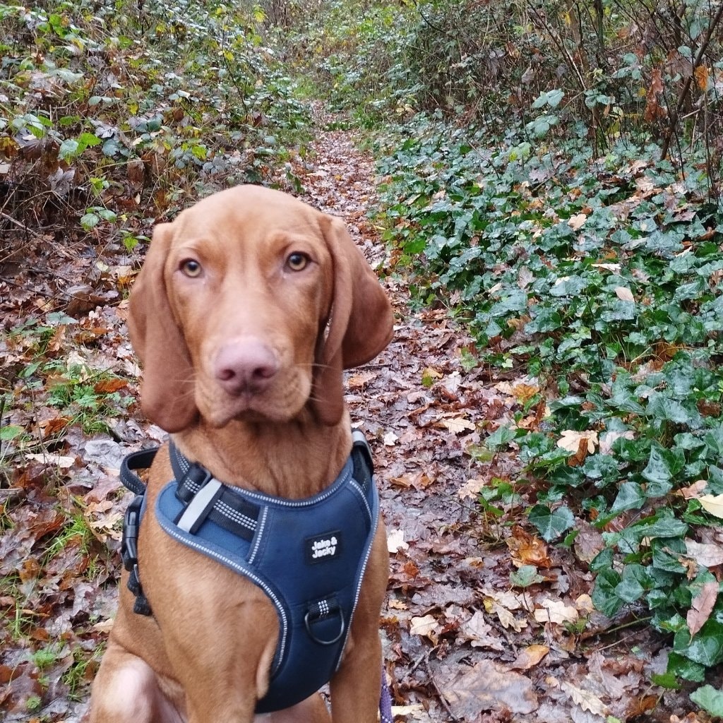 Koda