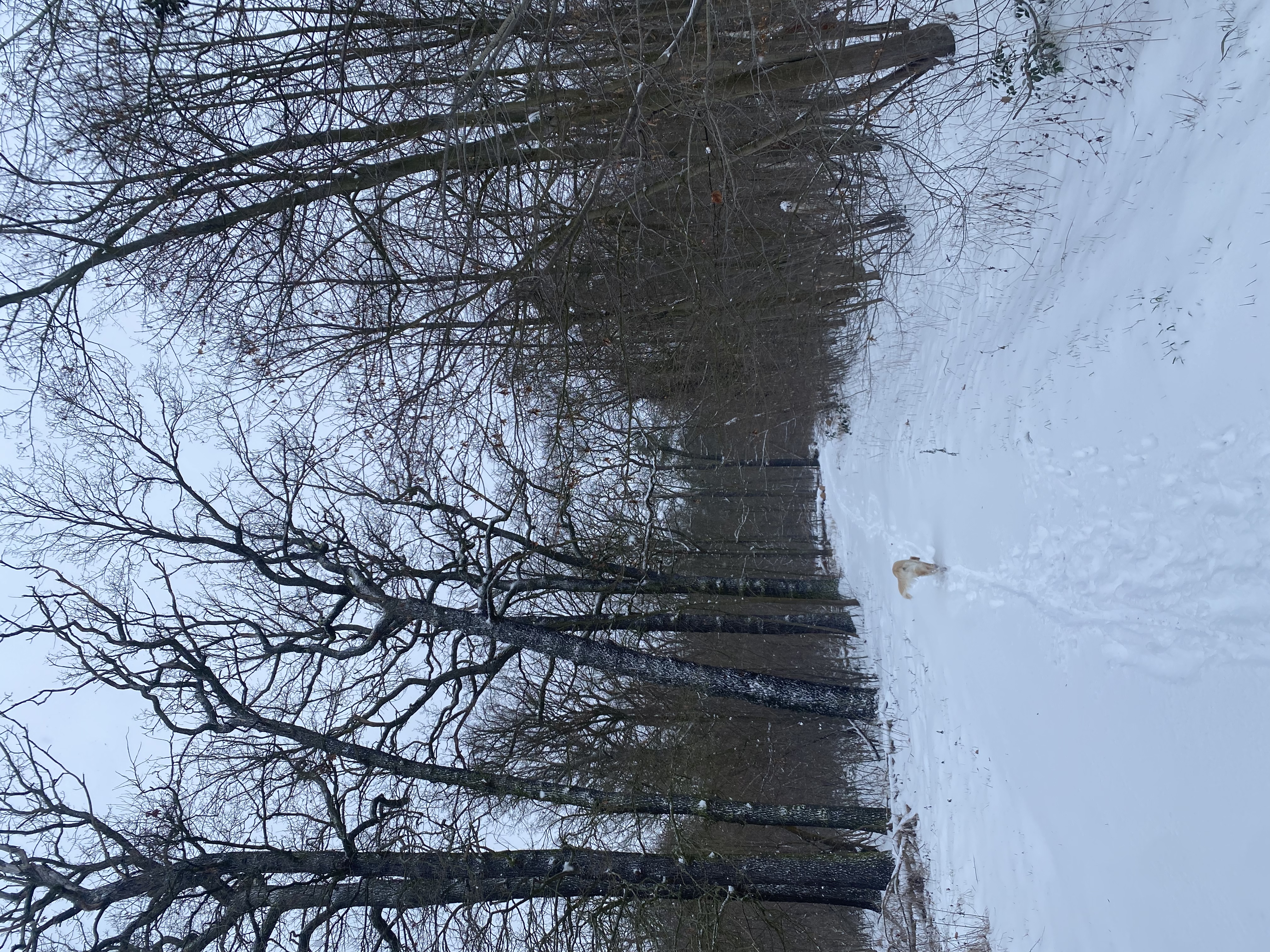 image-18