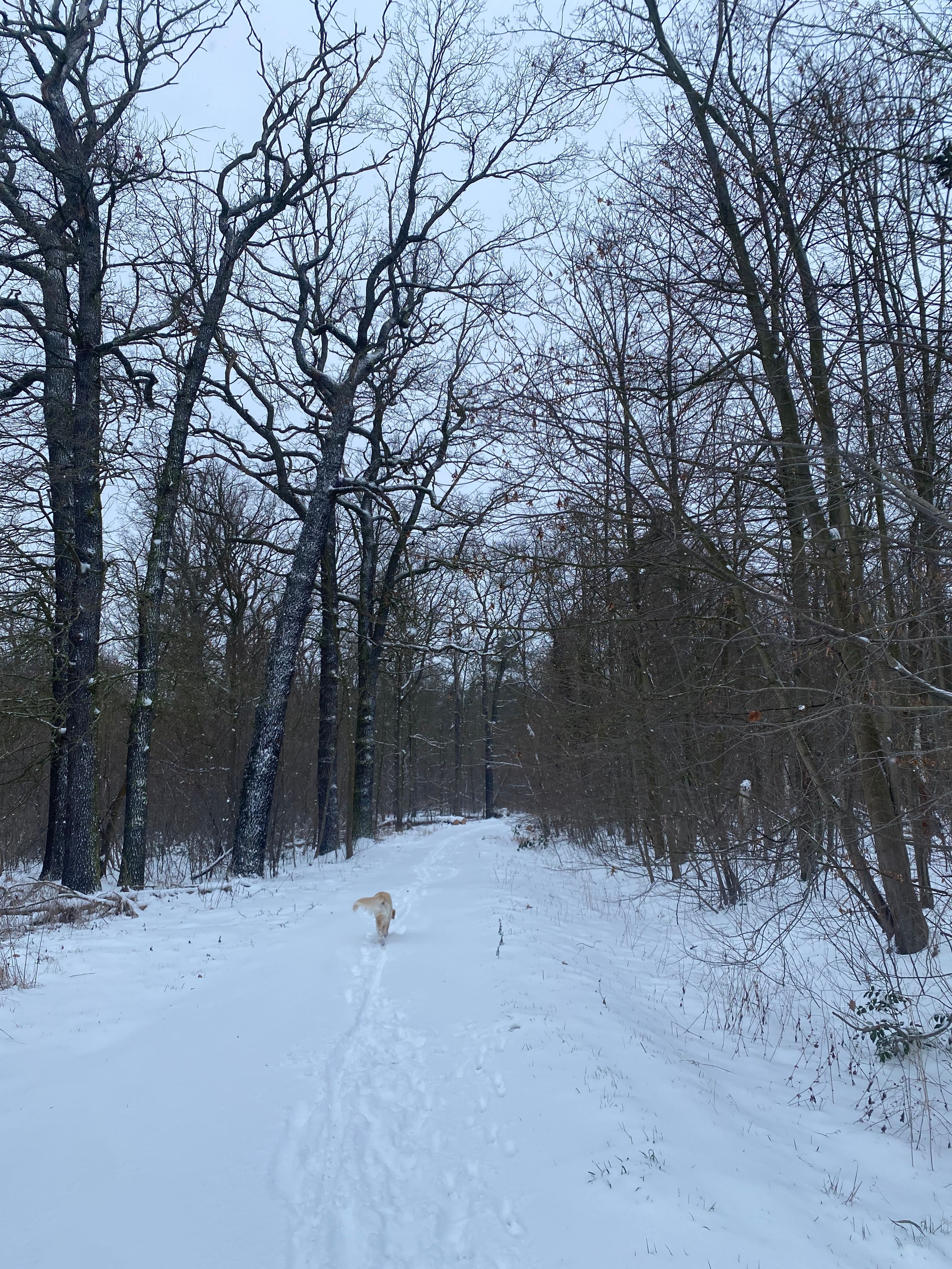 image-18