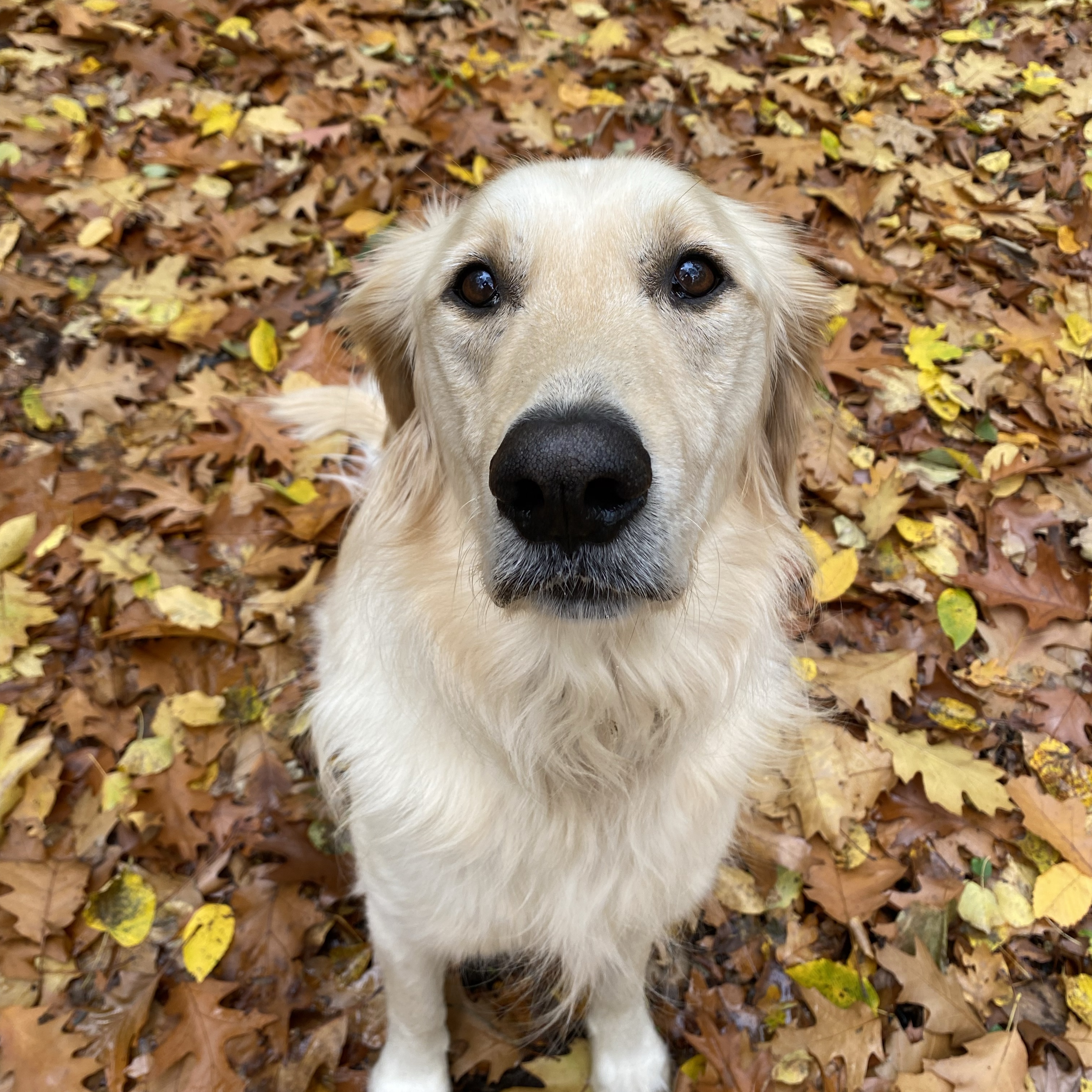 Matteo 