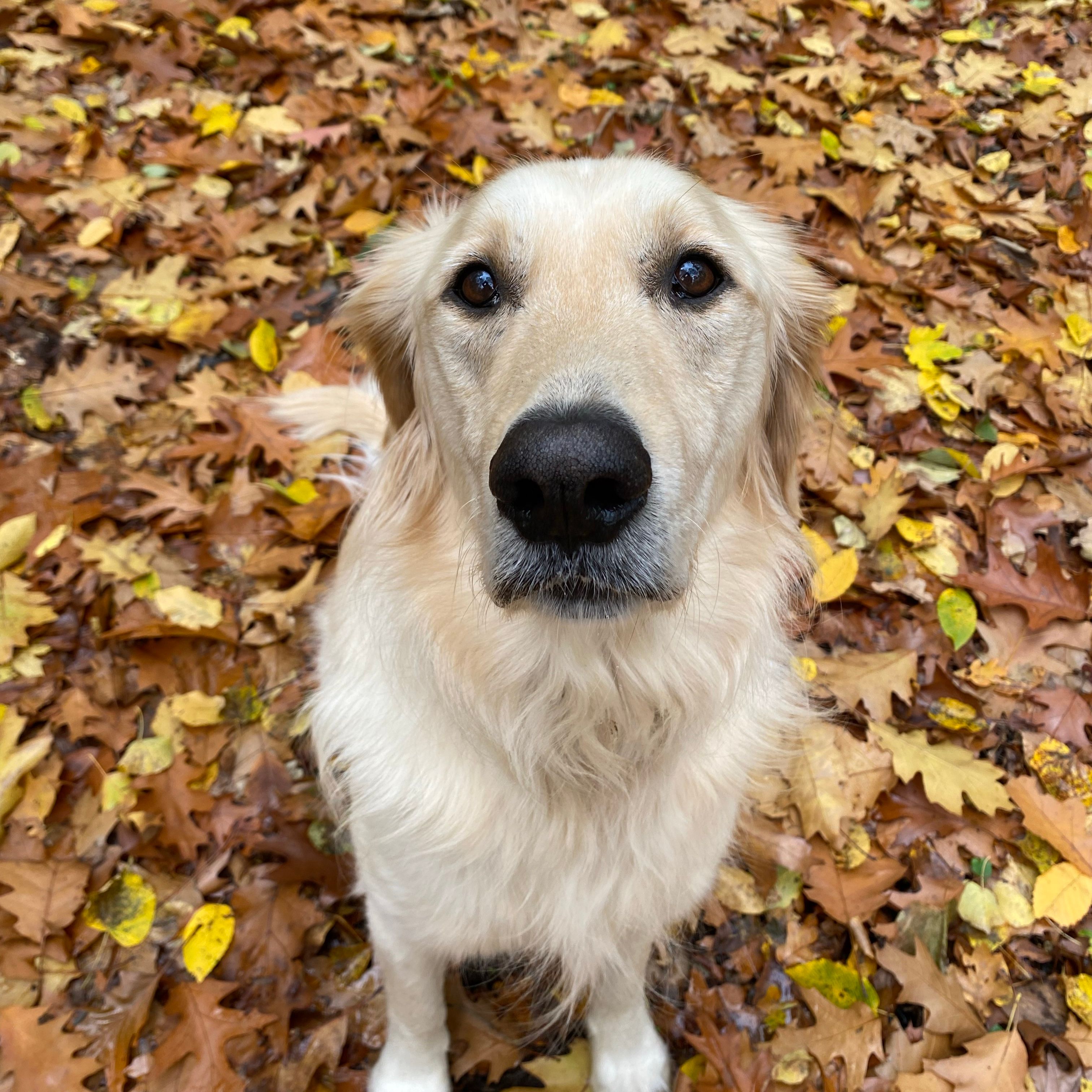 Matteo