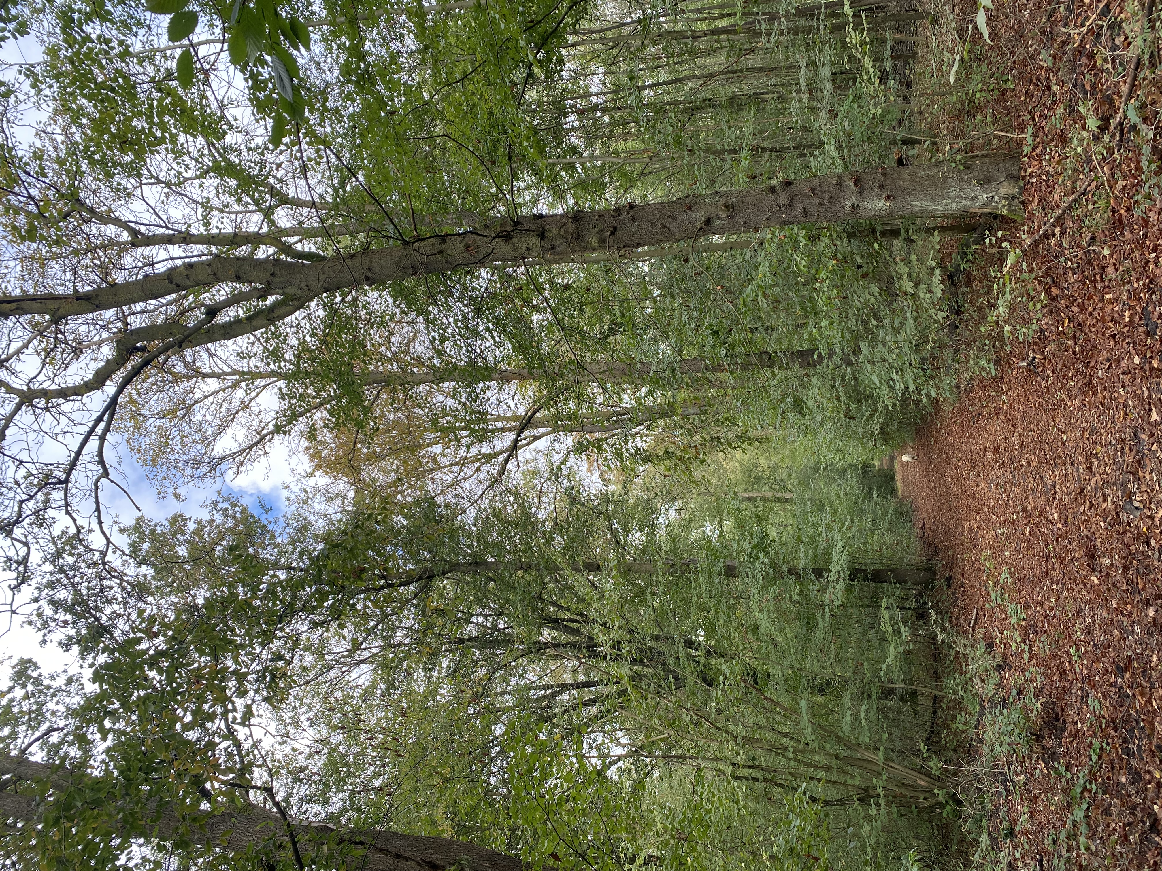 image-13