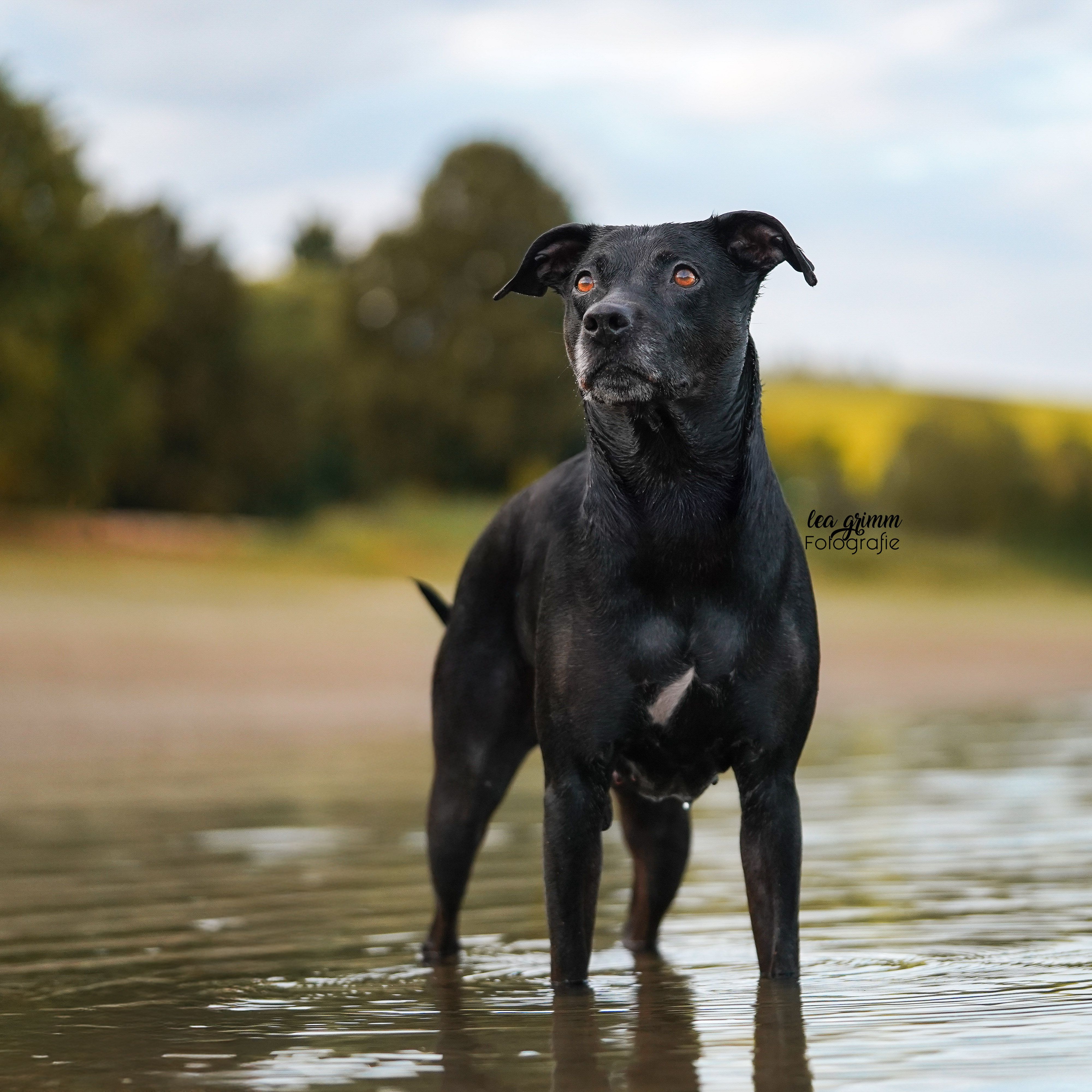 Bella