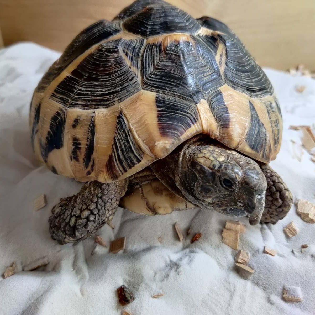 Tortoise