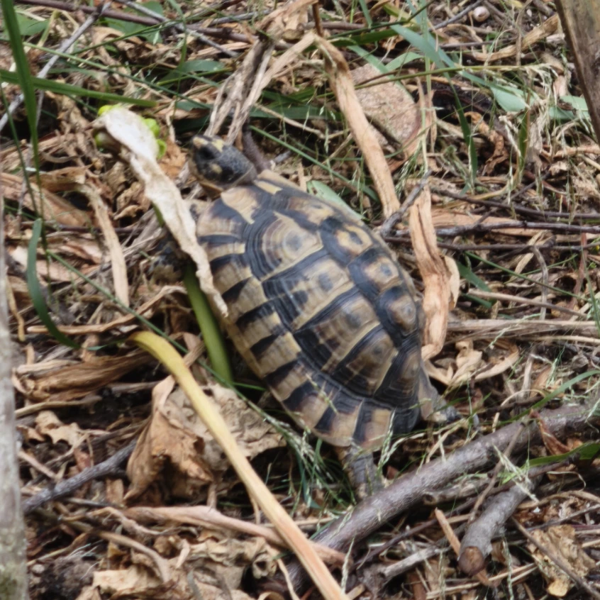 Mickael Turtle