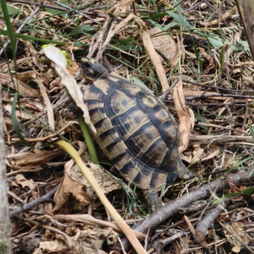 Mickael Turtle