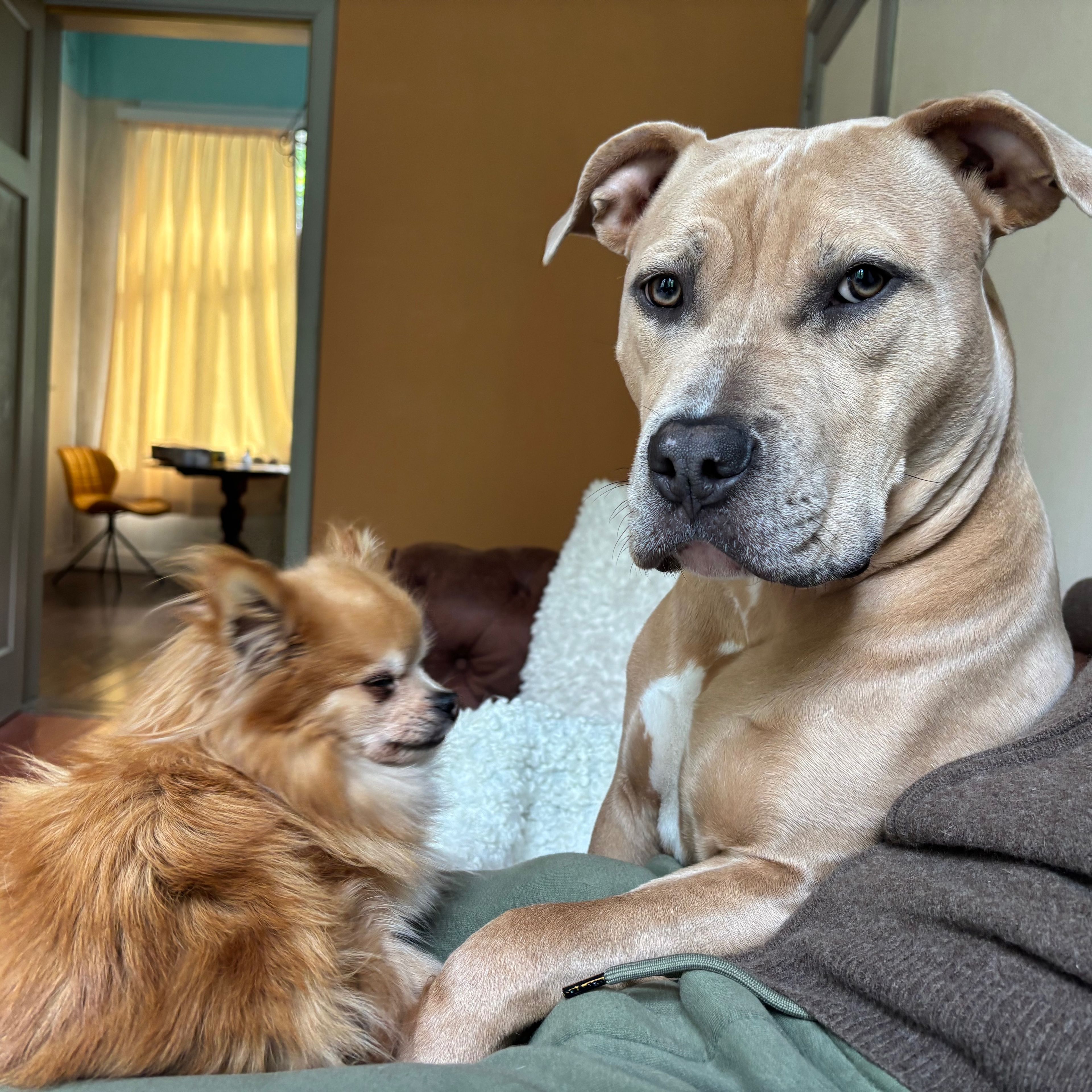 ZiZi & Vosje