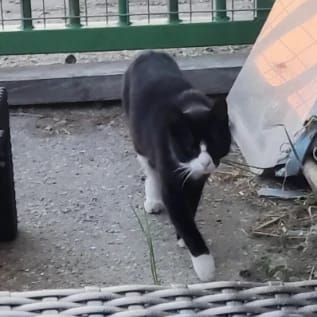Domino