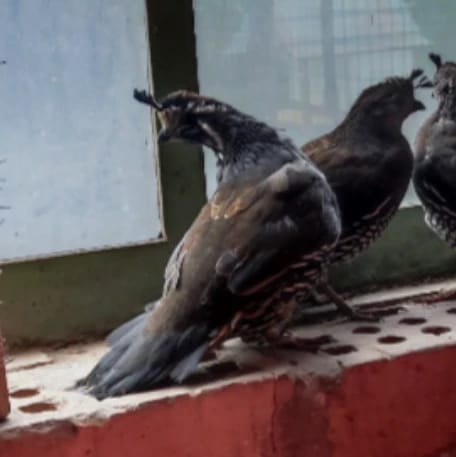 Californische kuifkwartels