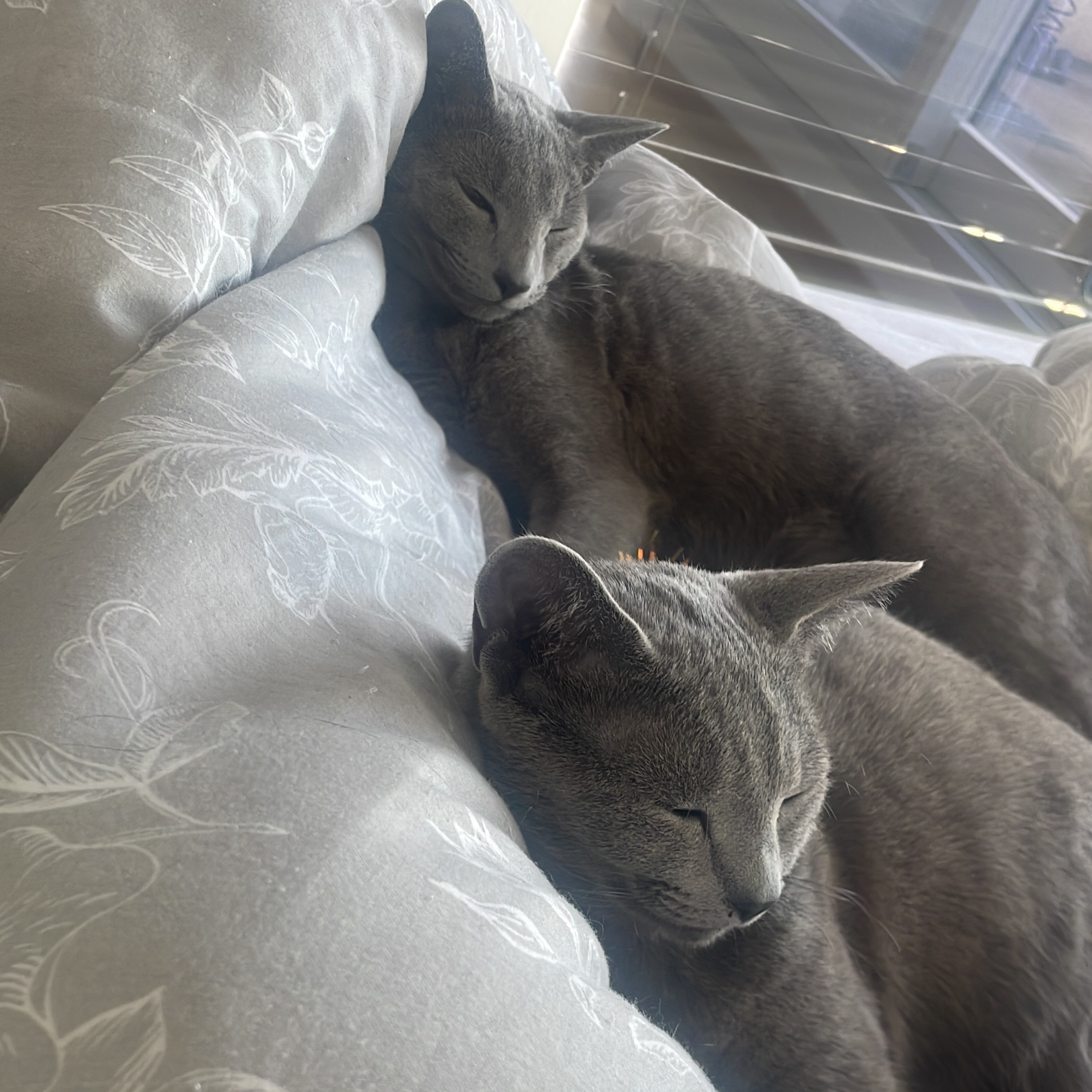 Lorenz & Türkü