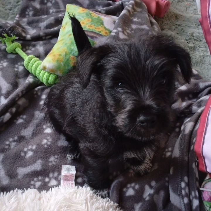 Artemis