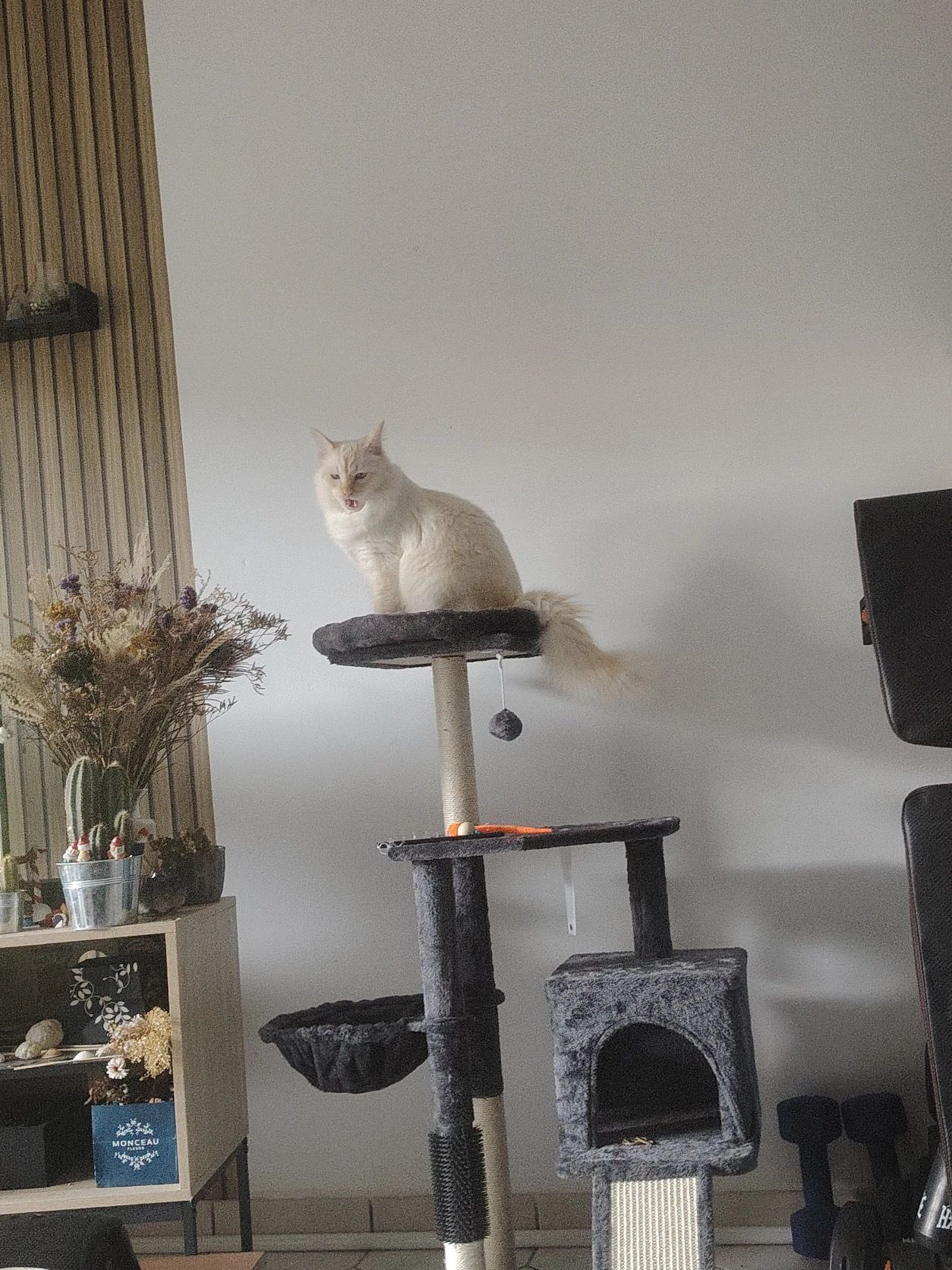 image-7