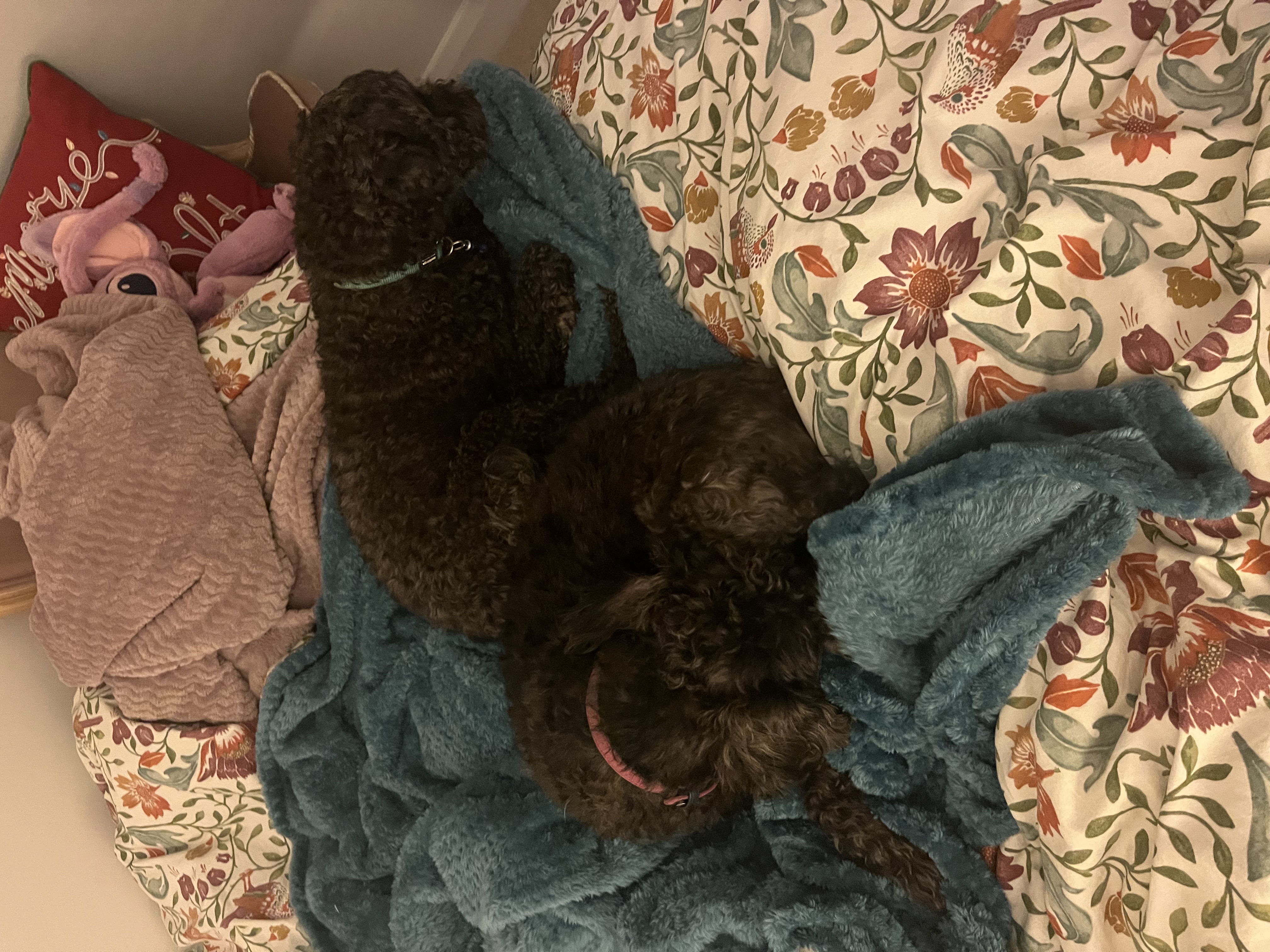 image-12