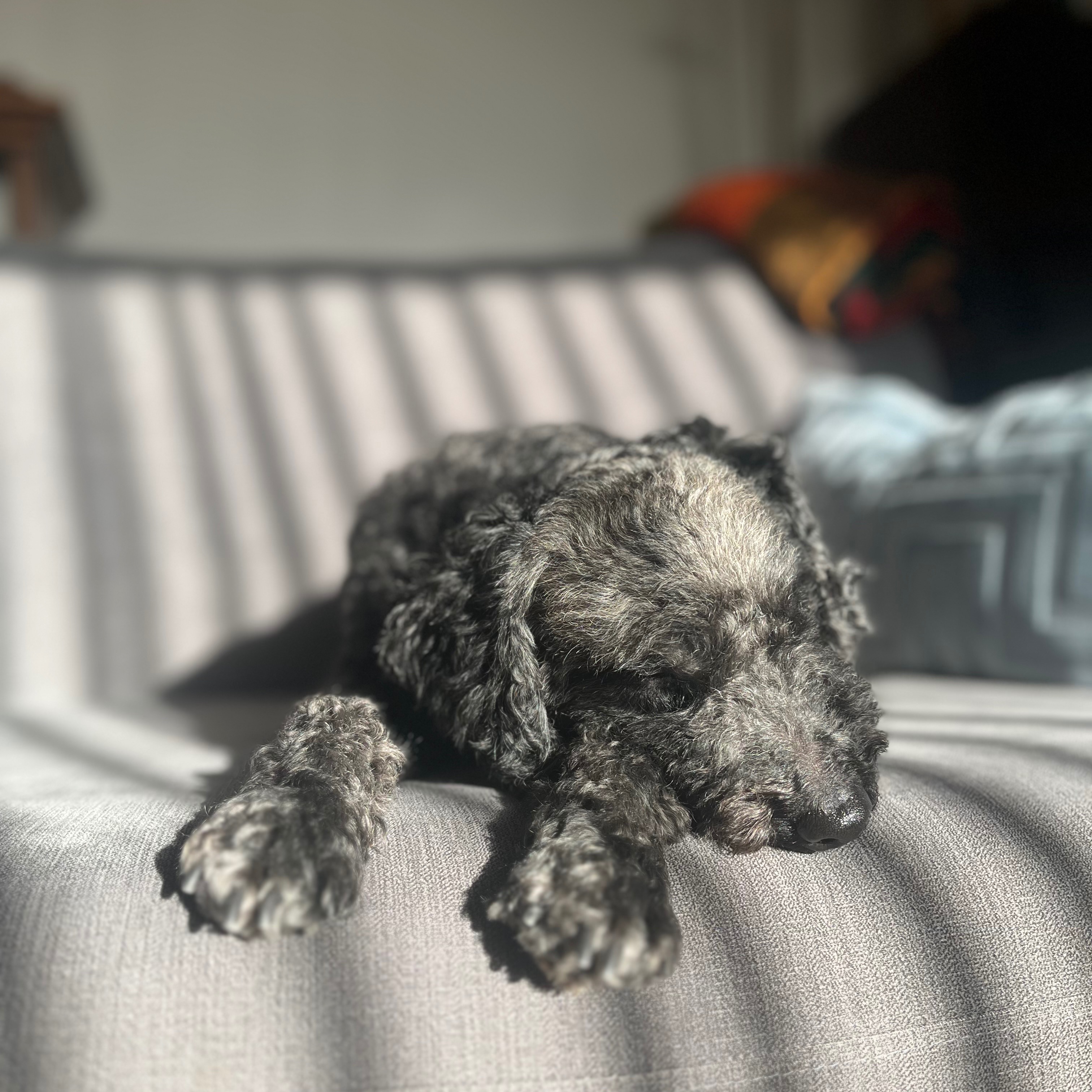 Rudy