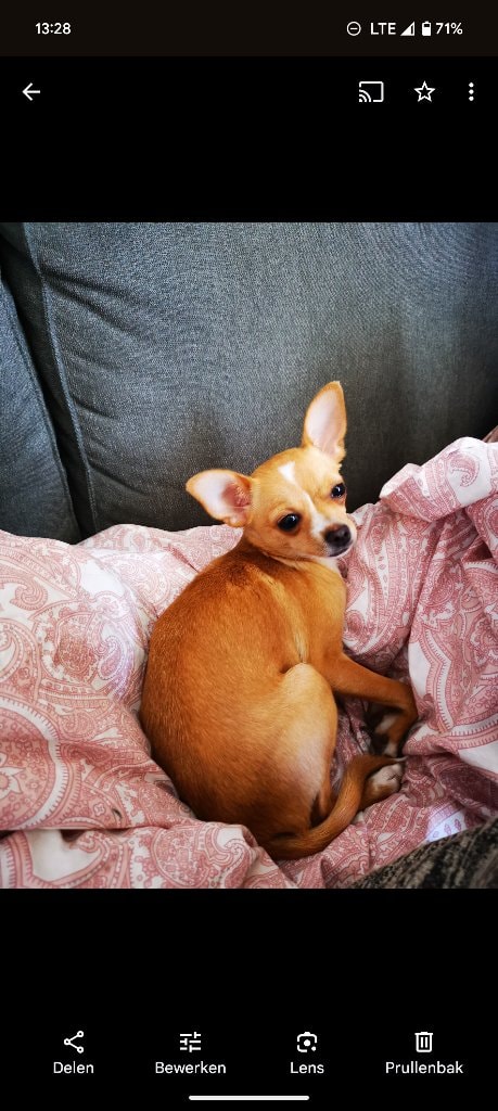 Roxy 