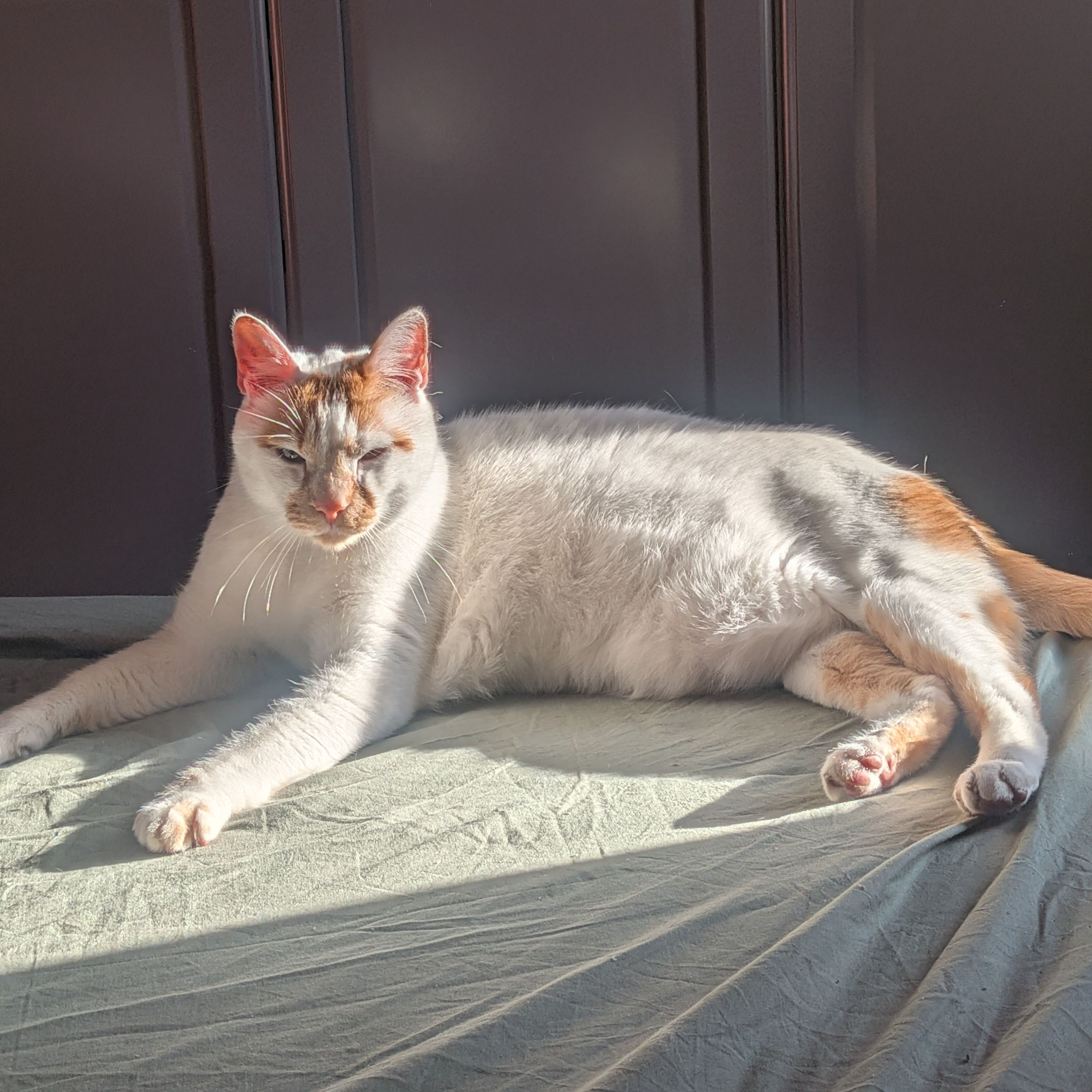 Gato
