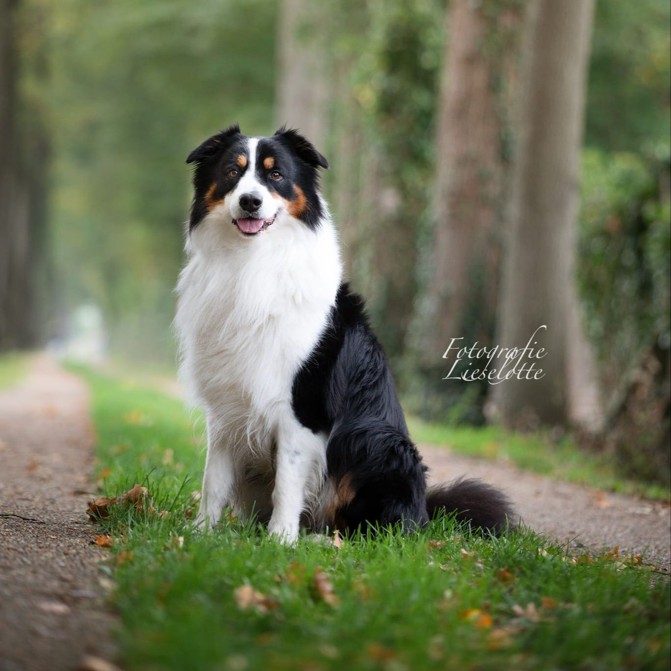 Apollo