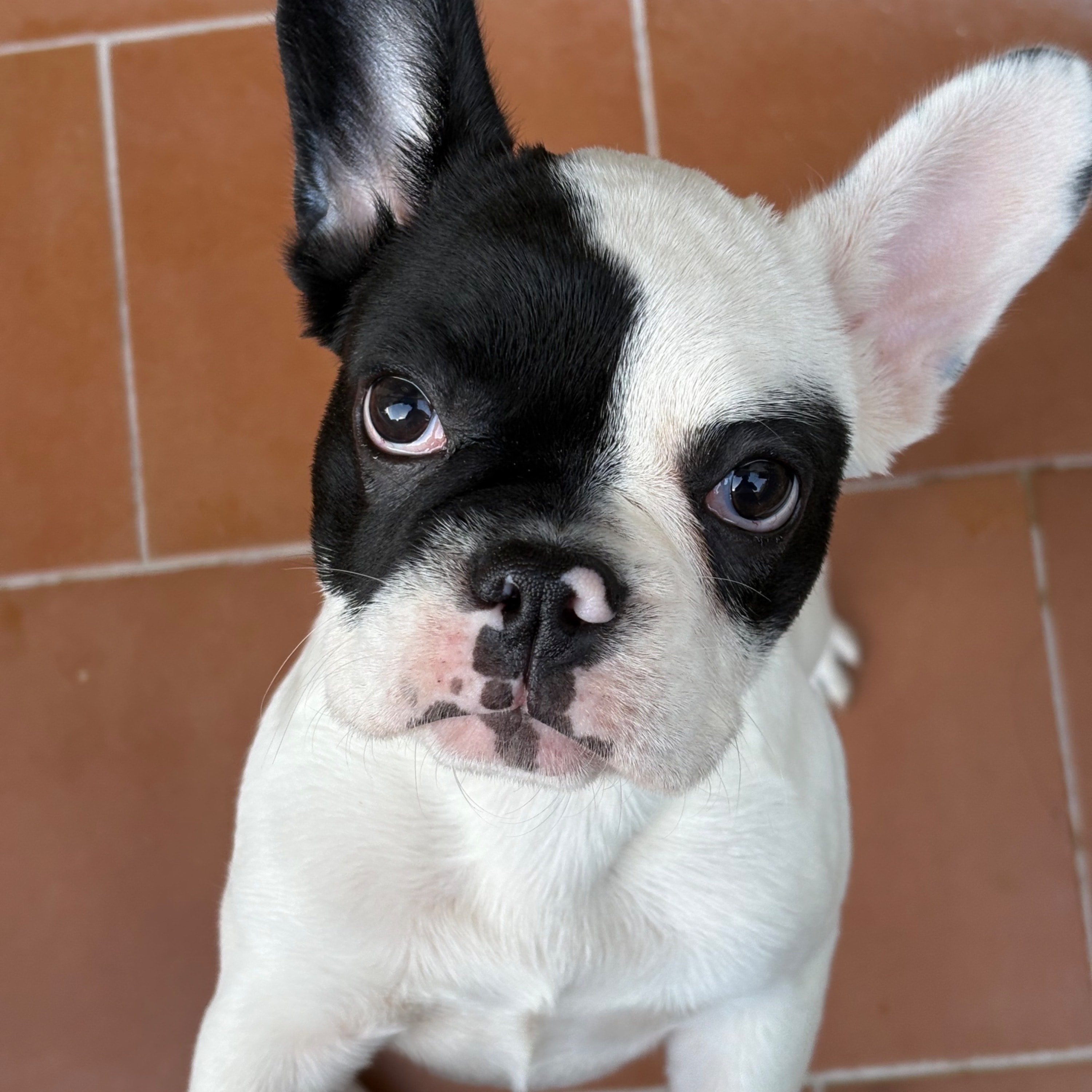 Chloe
