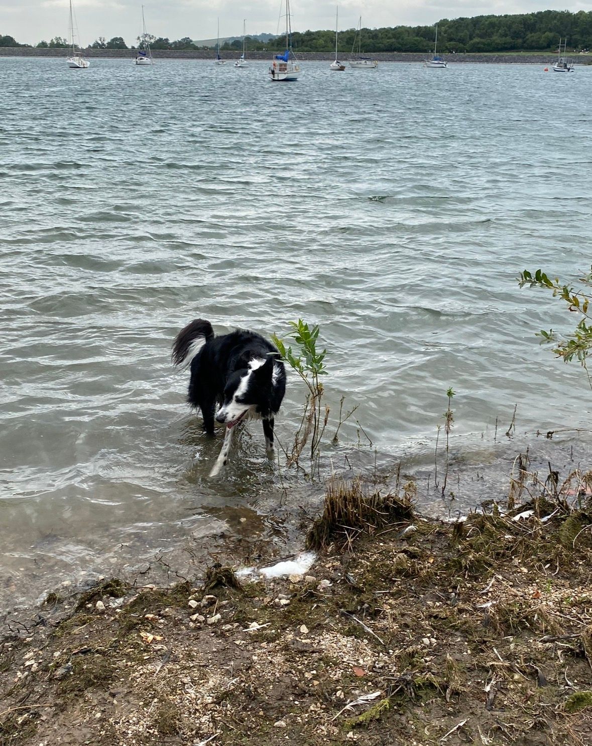 image-9