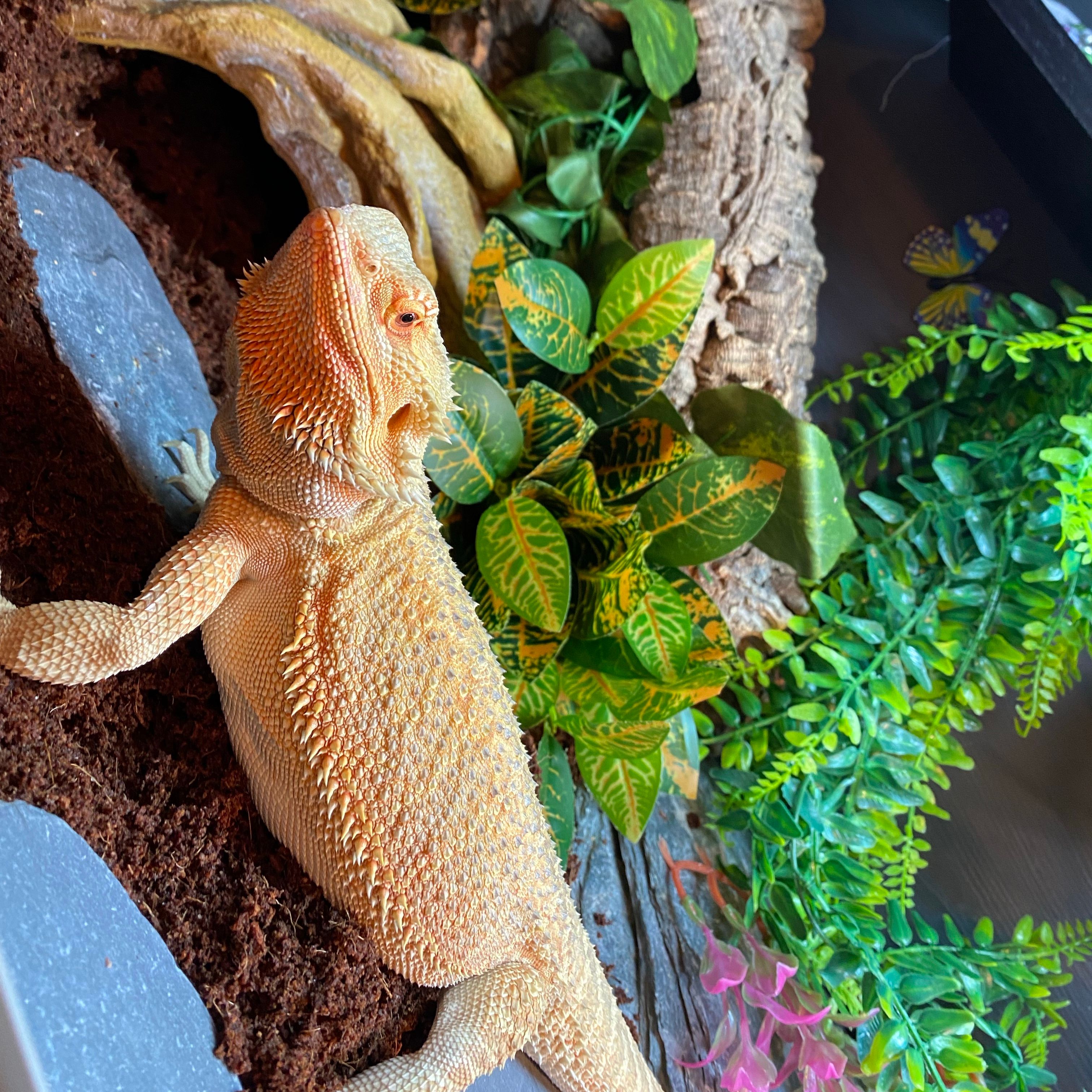 Bonnie