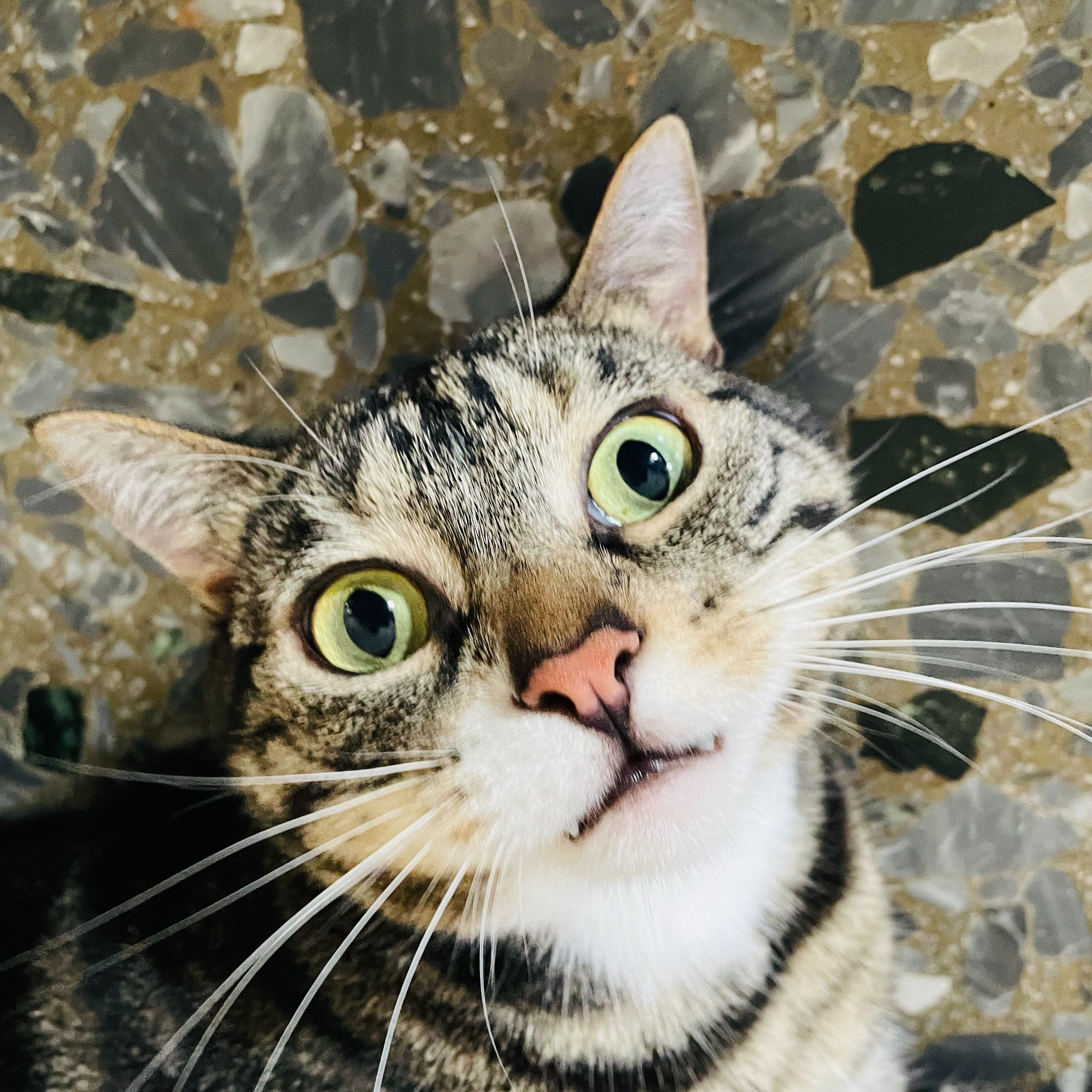 Cosmo