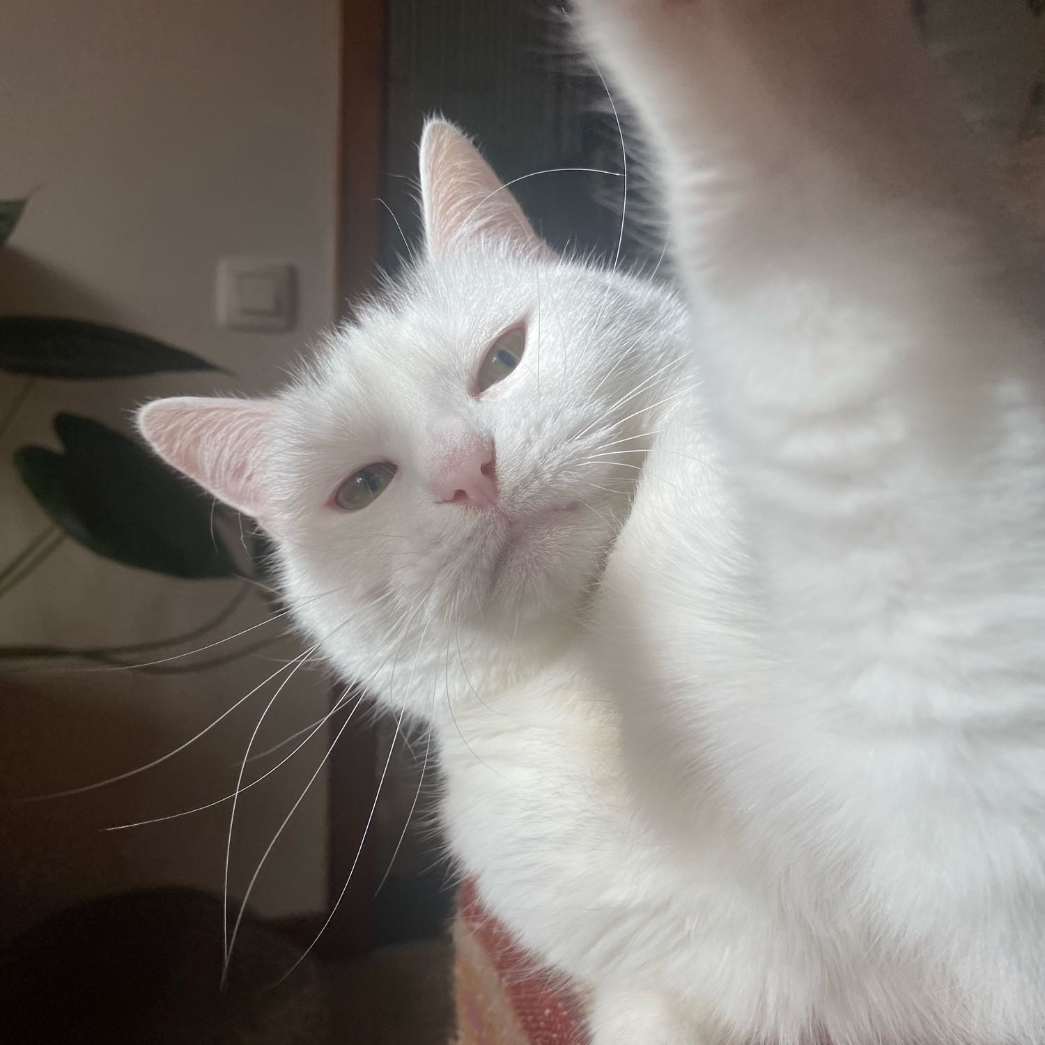 Olaf 