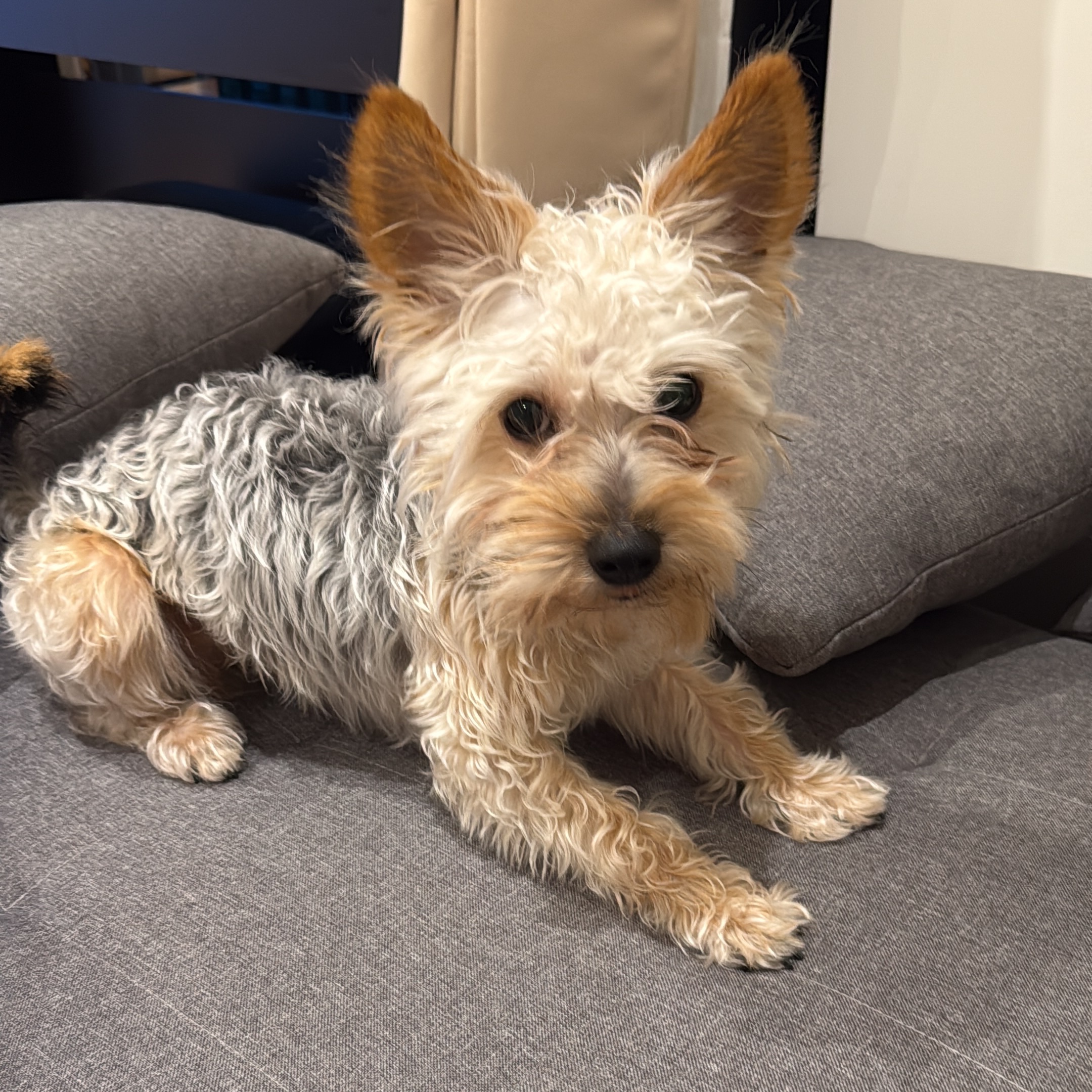 Milo