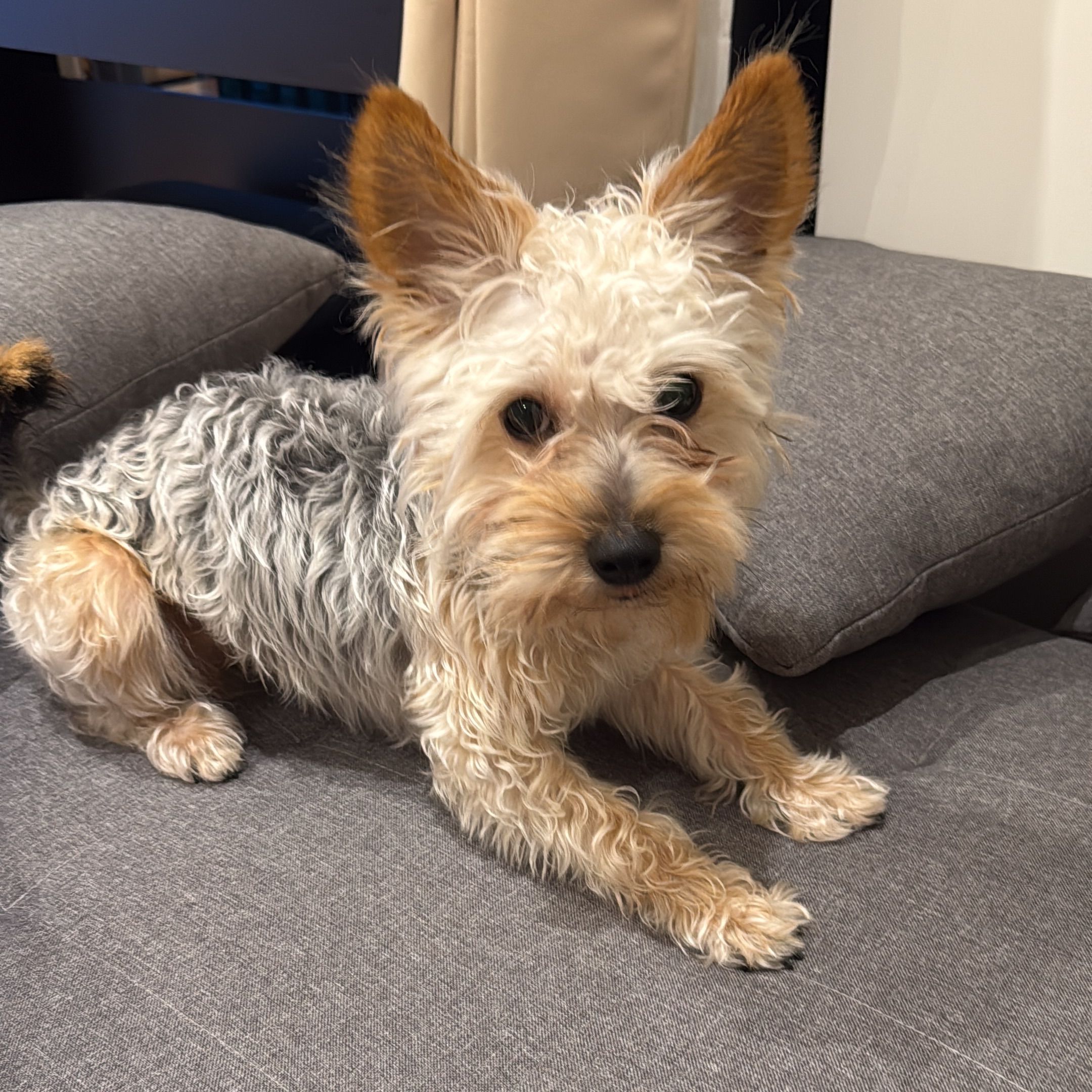 Milo