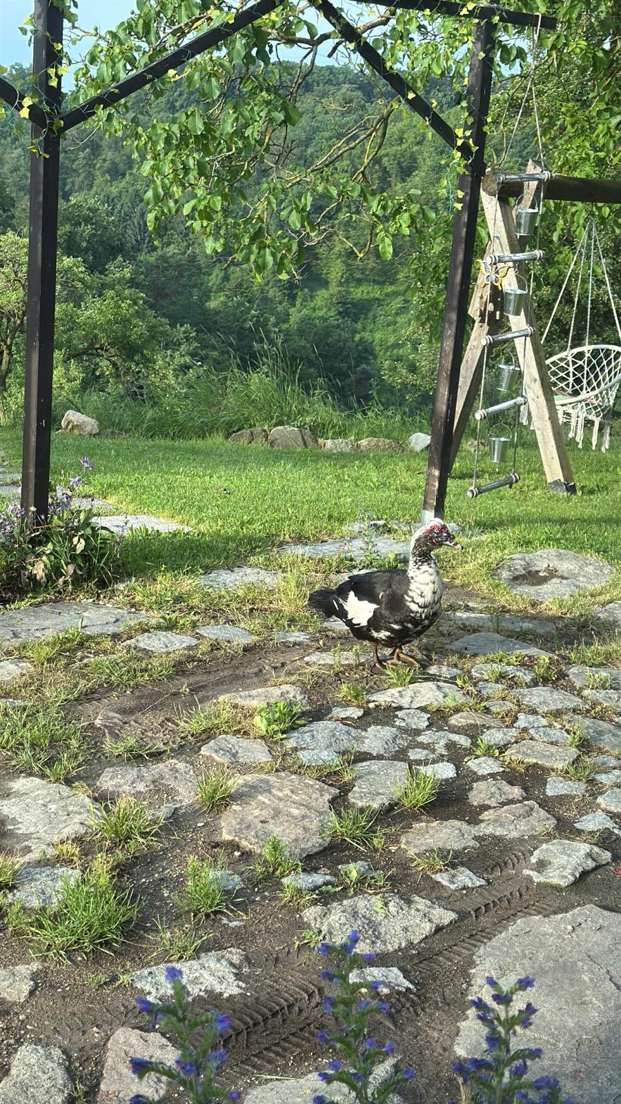 image-16