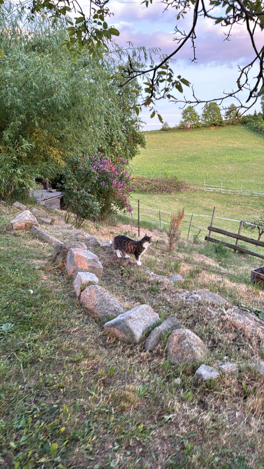 image-19