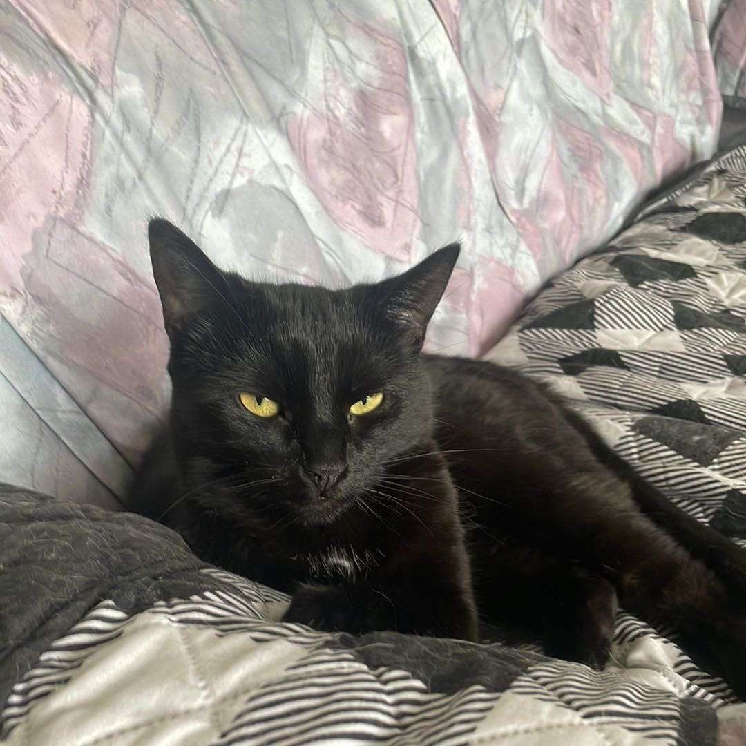 Bagheera