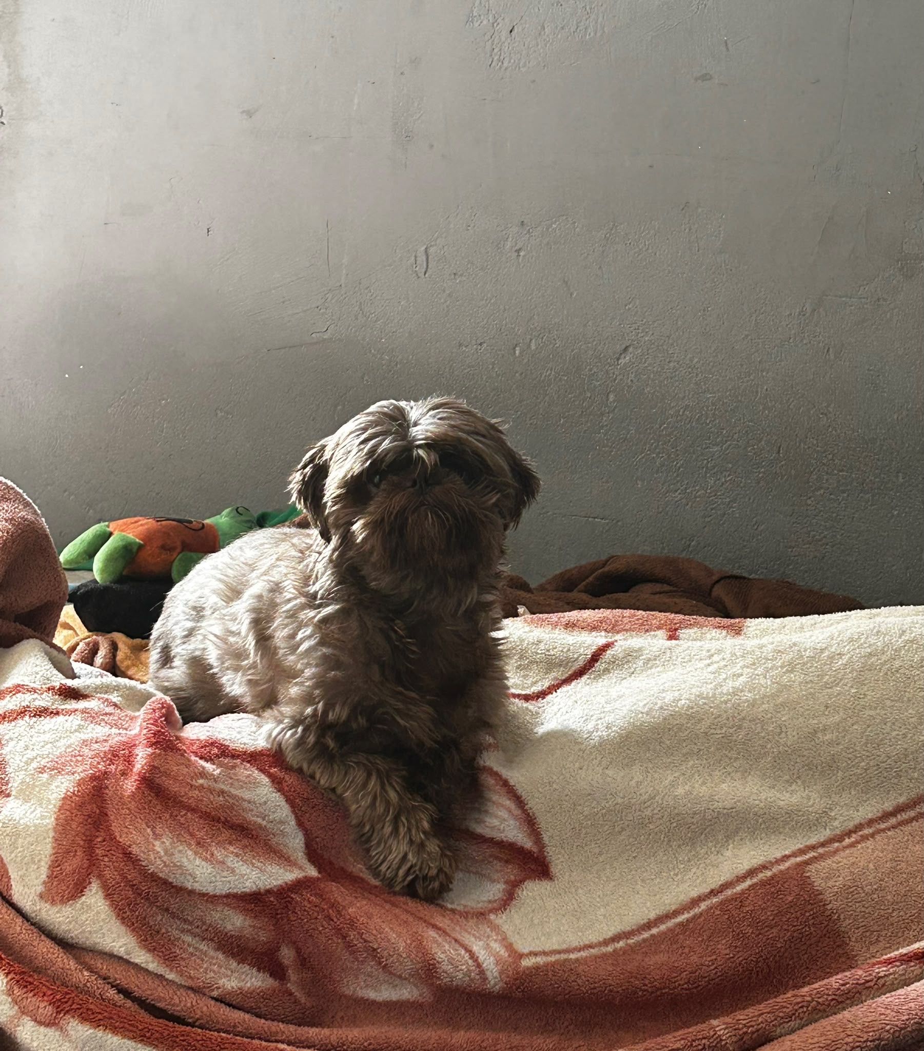 image-5