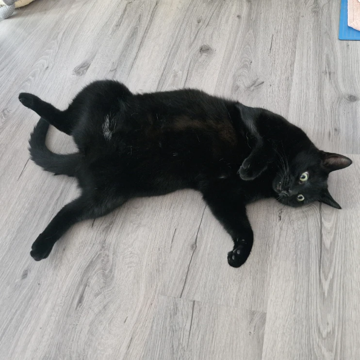 zorro (Boeffie)