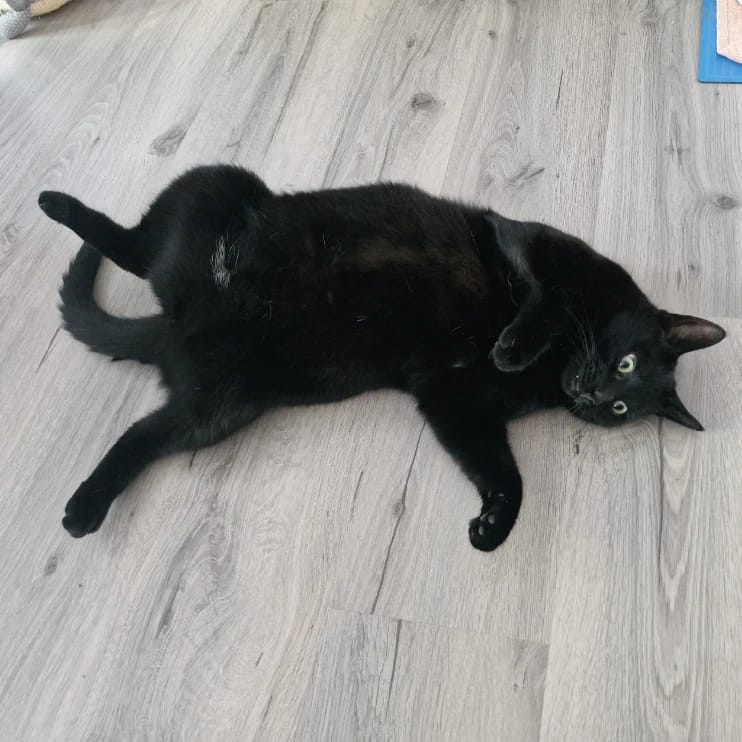 zorro (Boeffie)