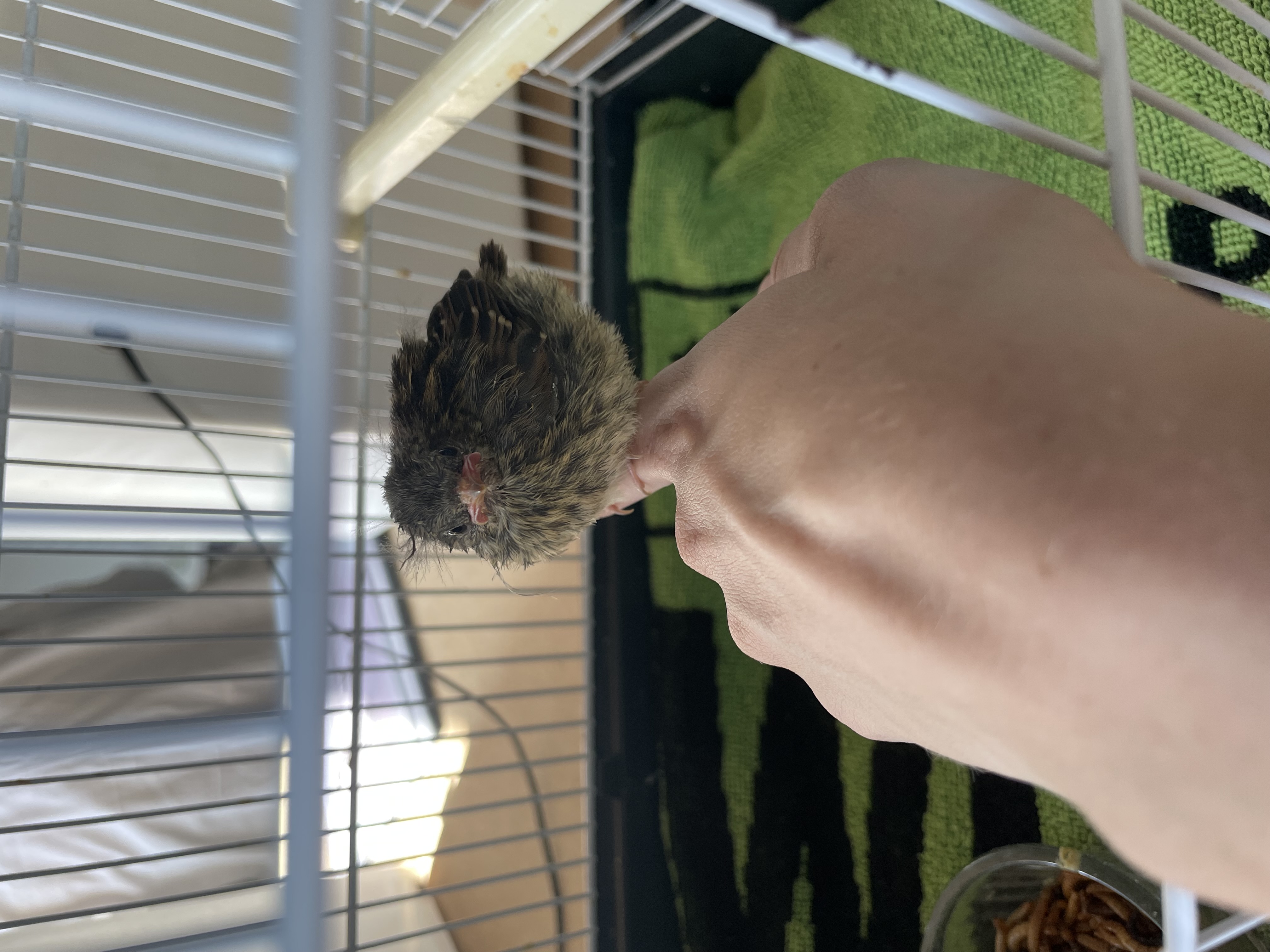 image-7