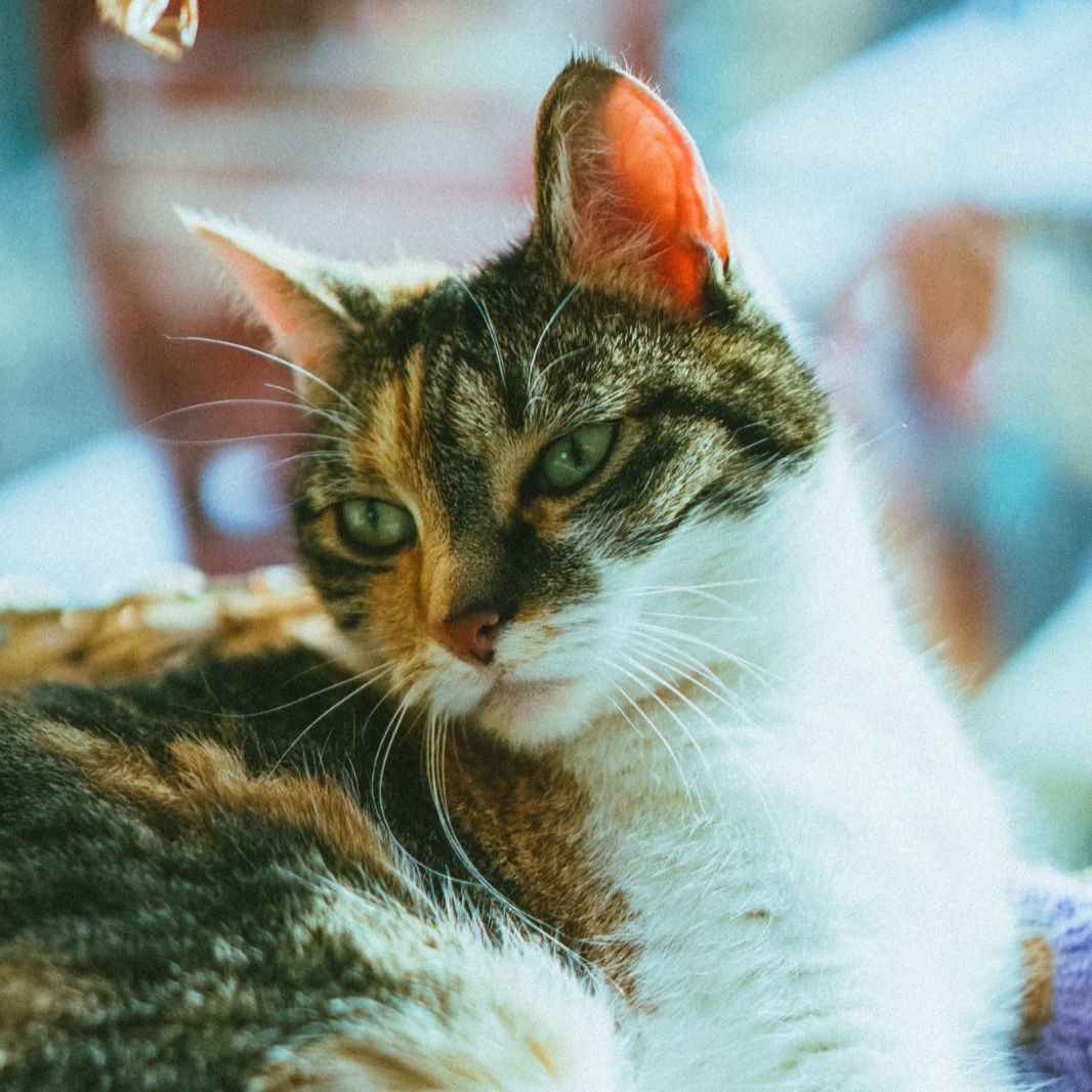 Cleo
