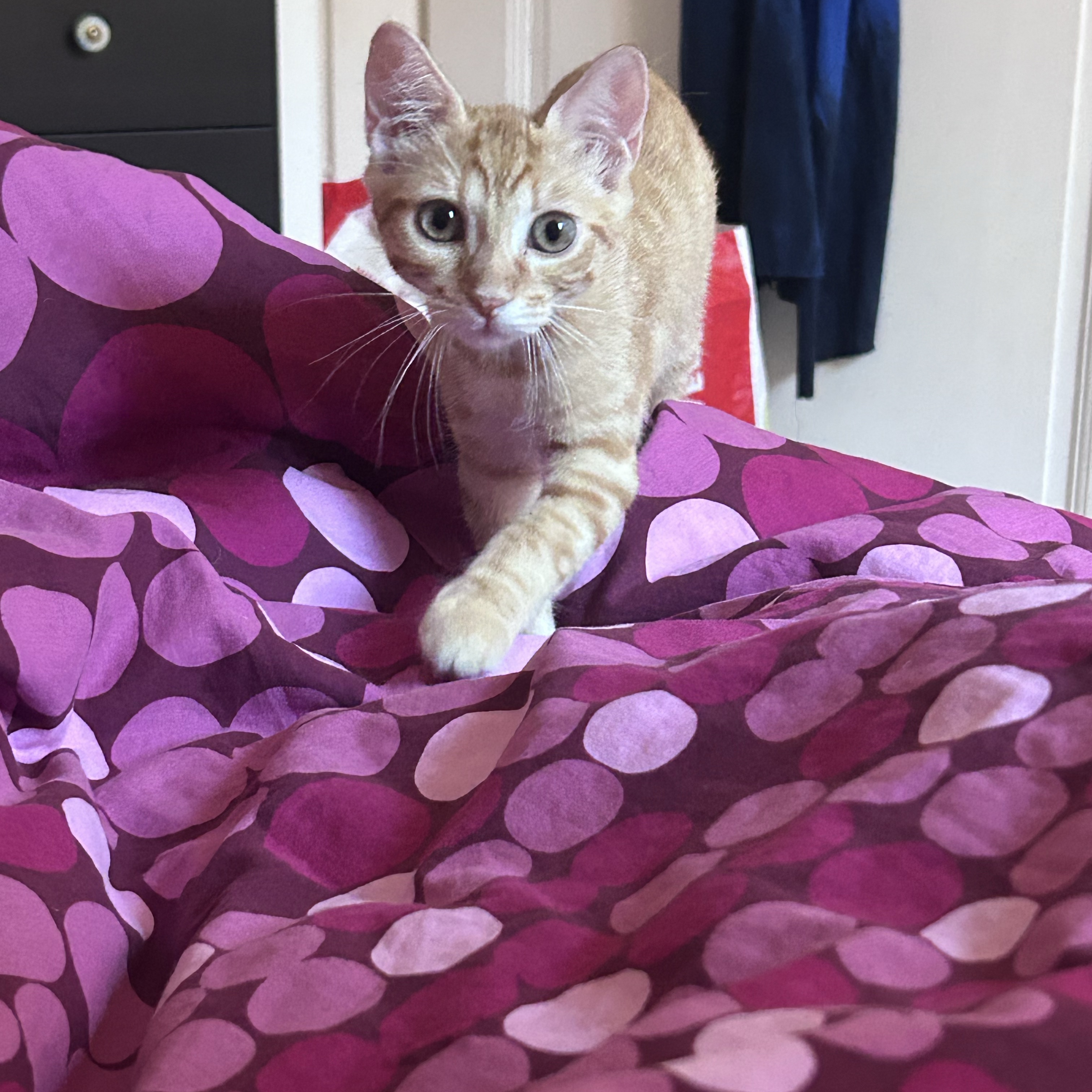 Ouest ou bébé chat 