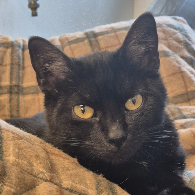 Maya
