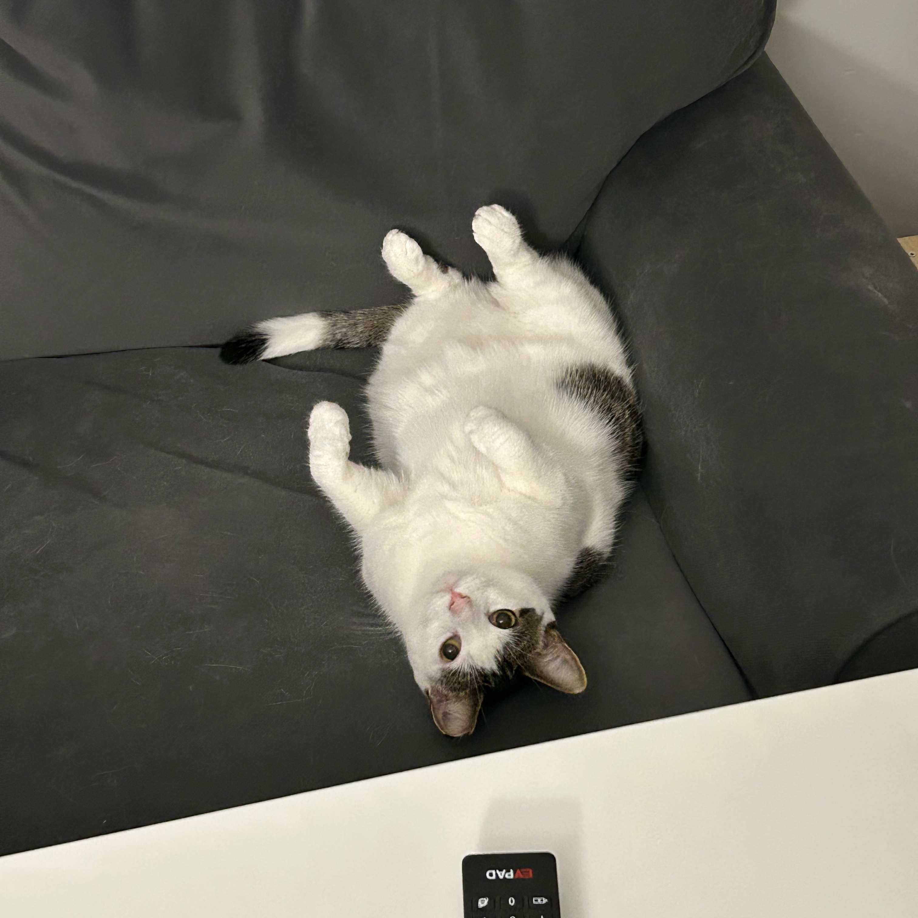 Zima 